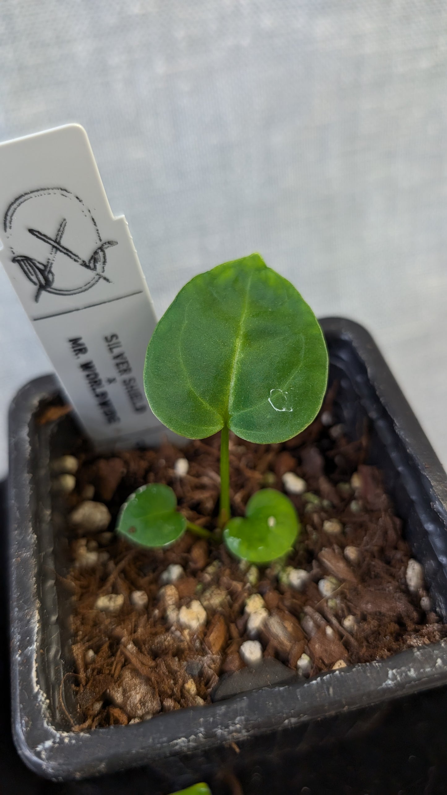 Anthurium 'Silver Shield' x 'Mr. Worldwide'