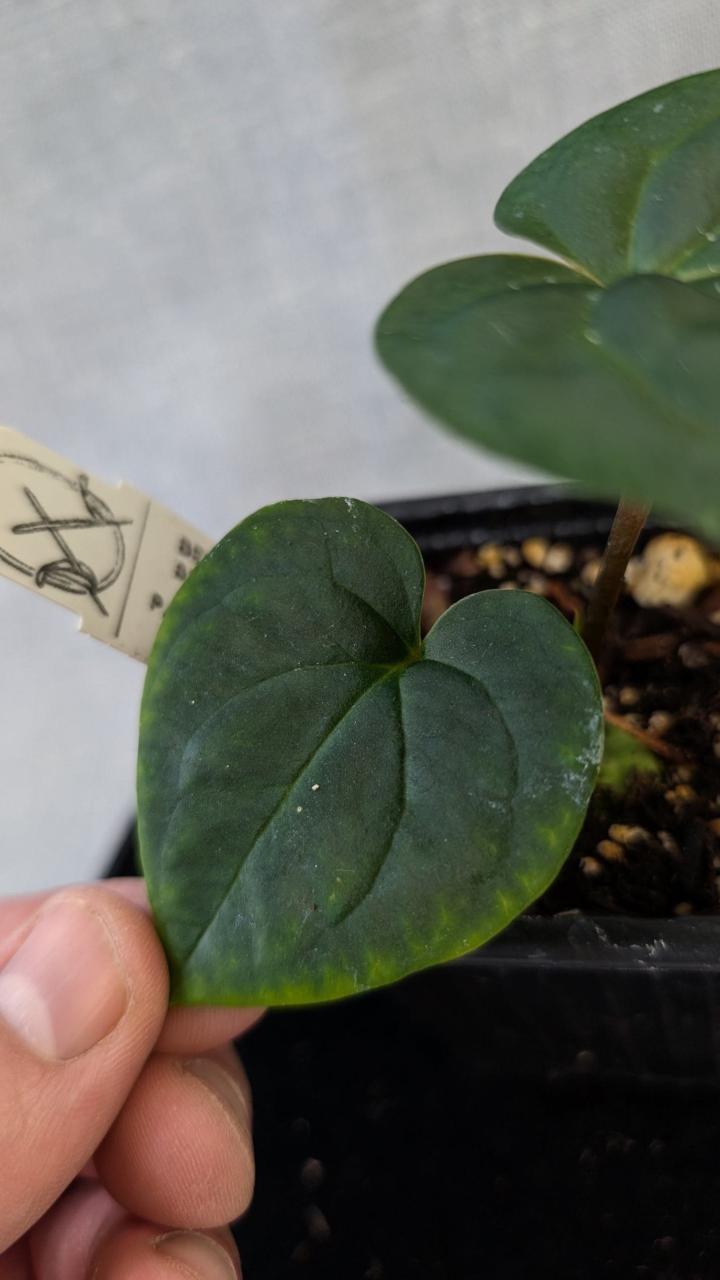 Anthurium Besseae aff 'Black Pillow' x Papillilaminum 'Fort Sherman' seedlings