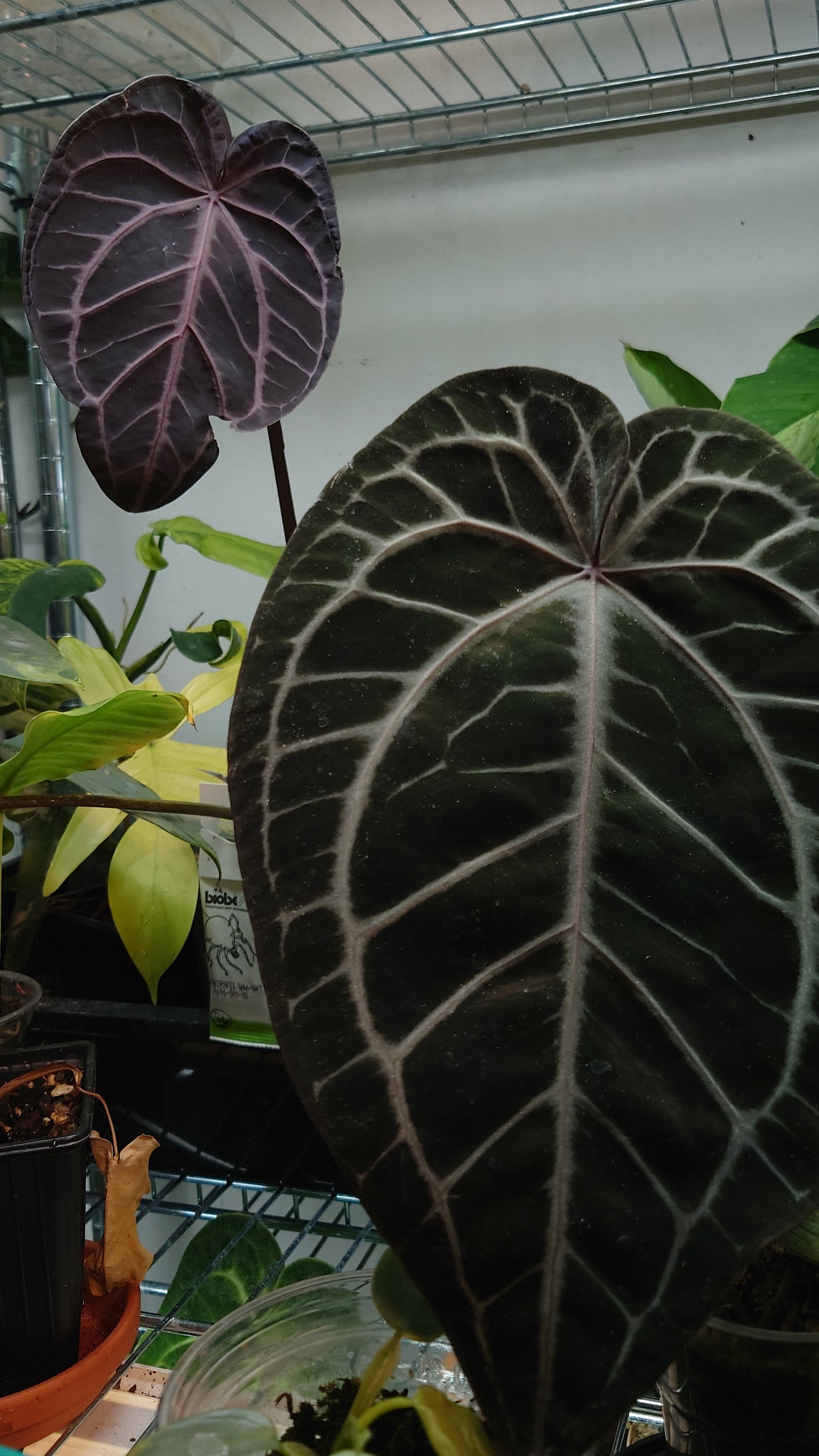 Anthurium Doc Block Zara x Michelle 'Selected Dark Form' x Besseae aff. 'Black Pillow'