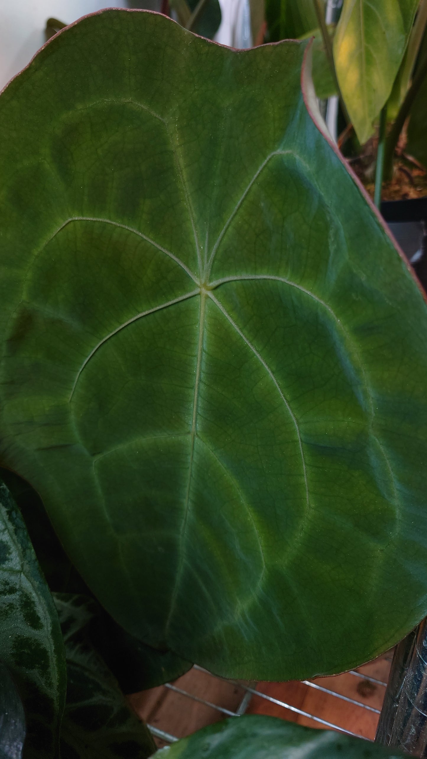 Anthurium Doc Block Zara x Michelle 'selected dark form' x Forgetii Dark