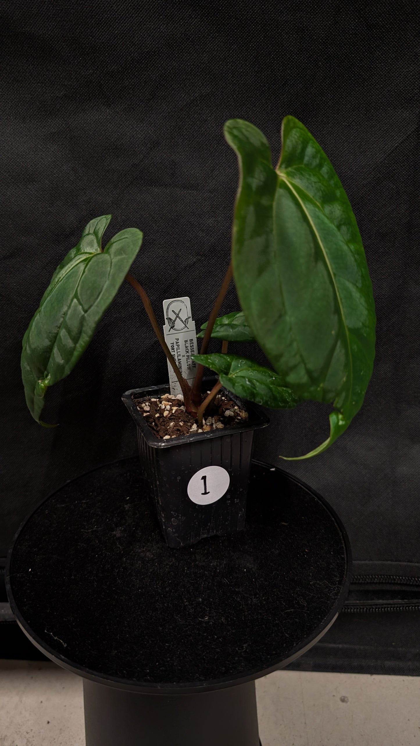 Anthurium Besseae aff 'Black Pillow' x Papillilaminum 'Fort Sherman' seedlings