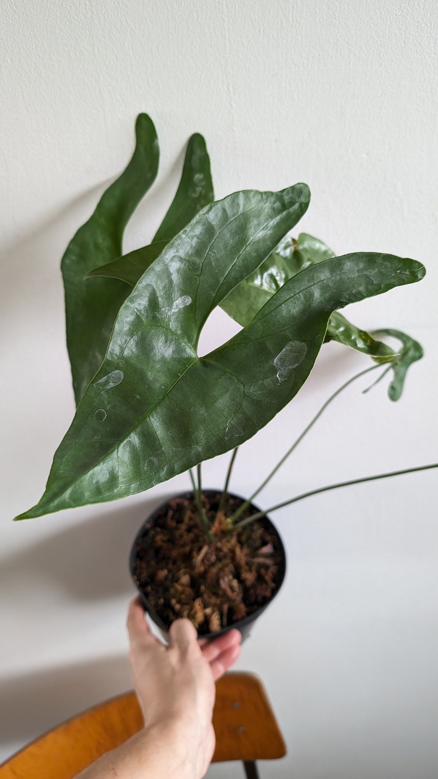 Anthurium 'Mr Worldwide' x Diabloense