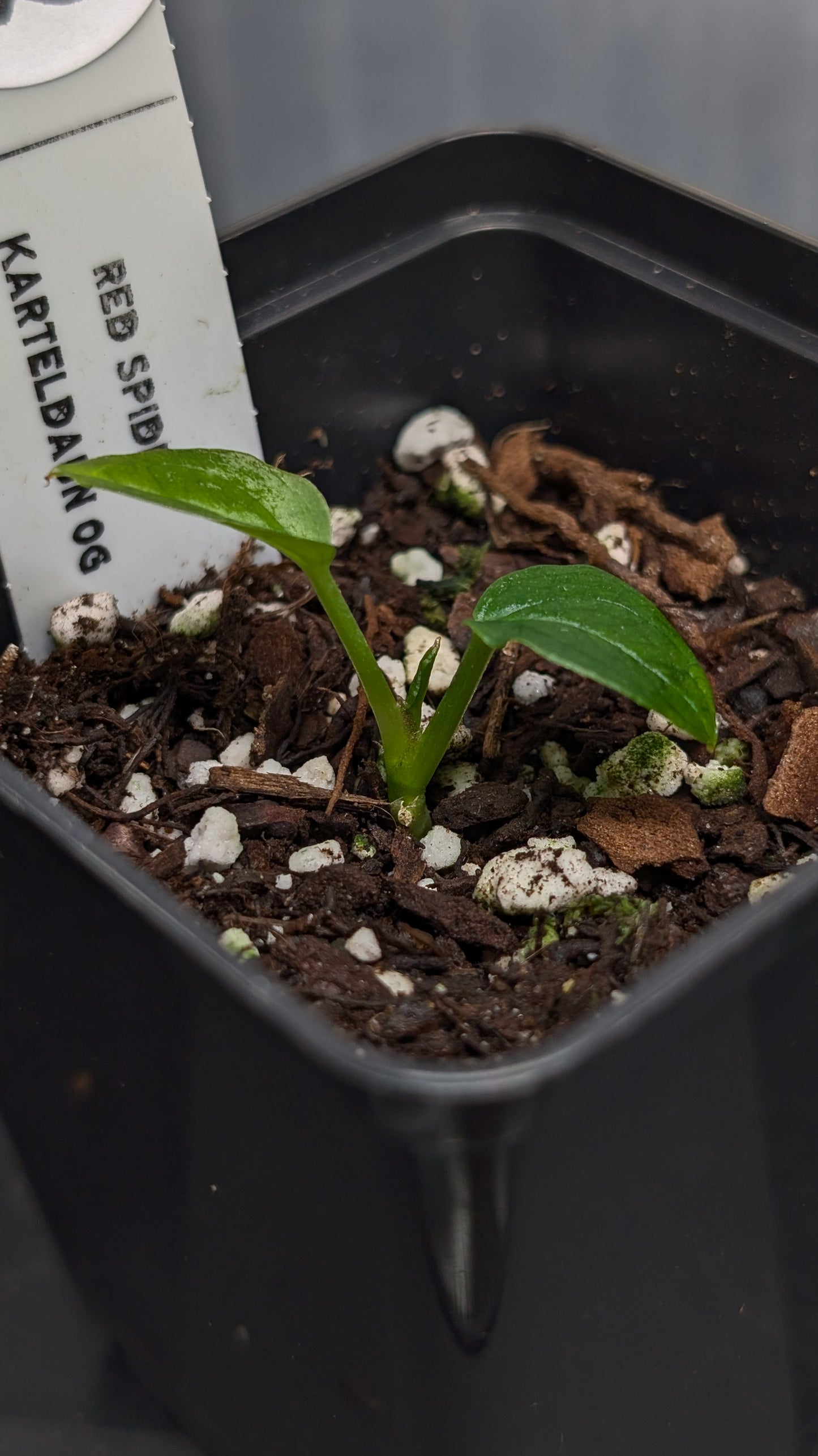Anthurium Red Spider CLONE
