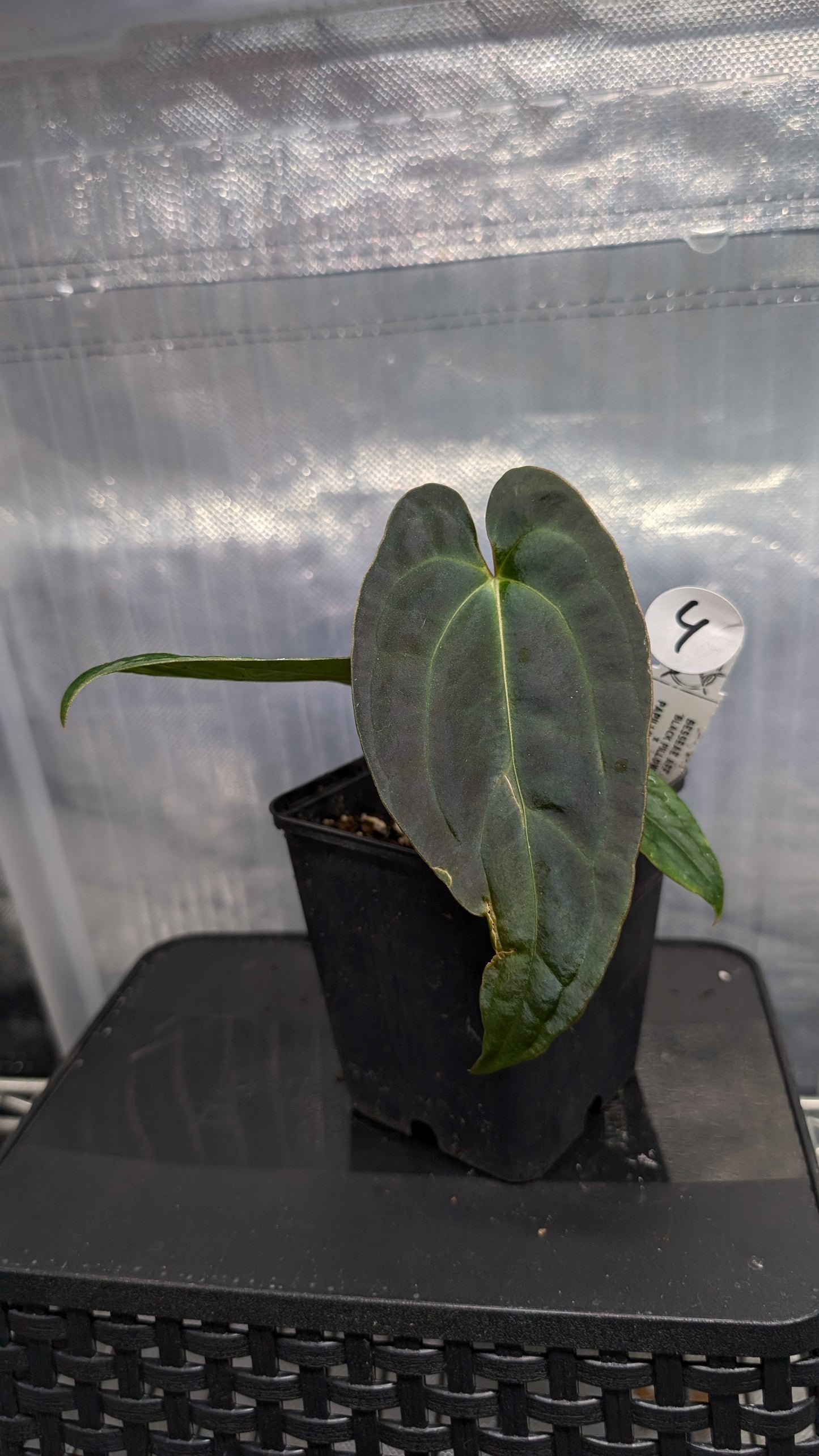 Anthurium Besseae aff 'Black Pillow' x Papillilaminum 'Fort Sherman' seedlings