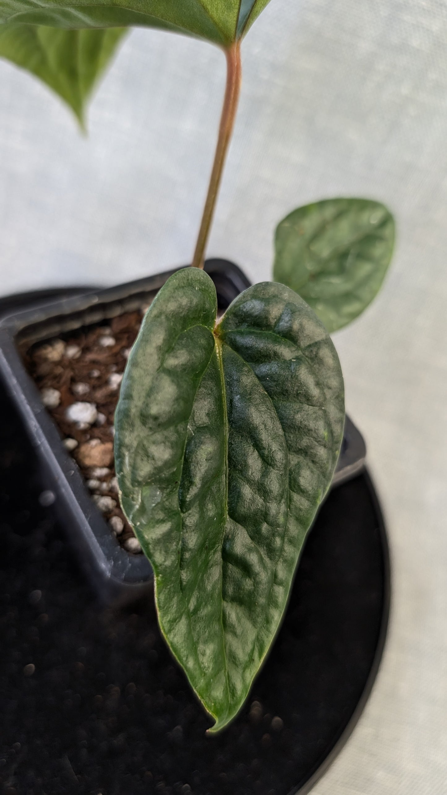 Anthurium Luxurians x Papillilaminum 'Fort Sherman'