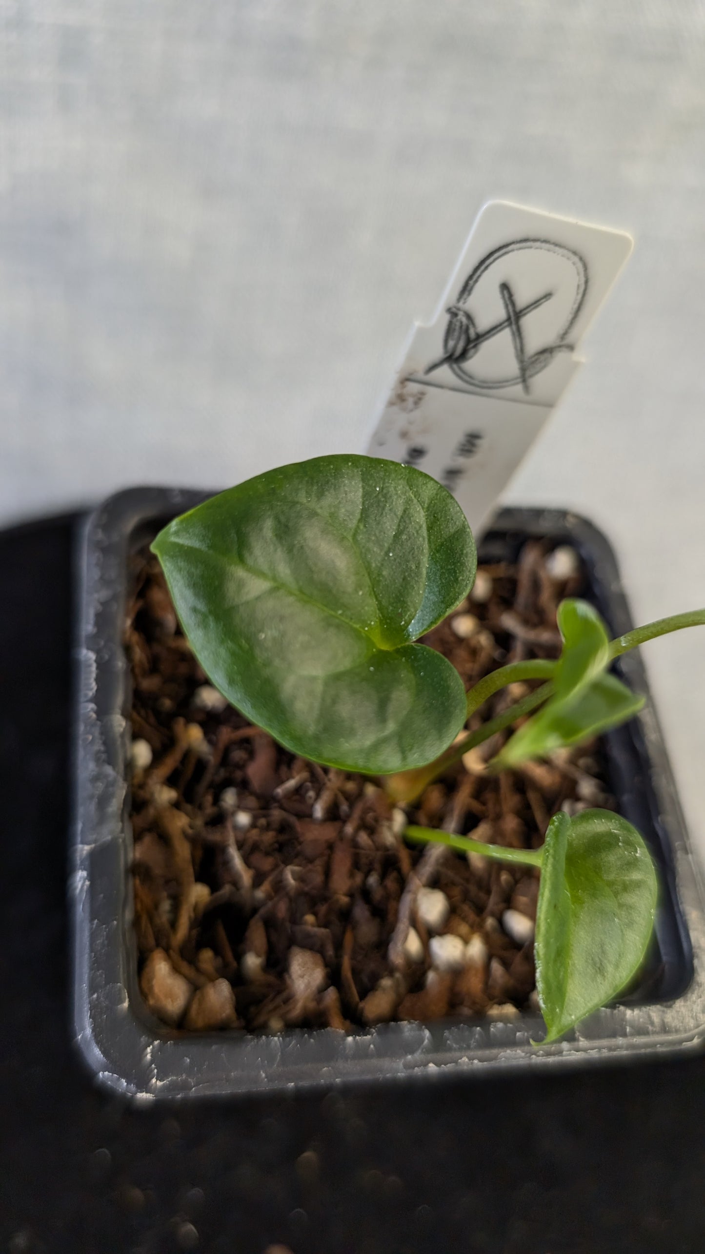 Anthurium 'Mr Worldwide' x Diabloense