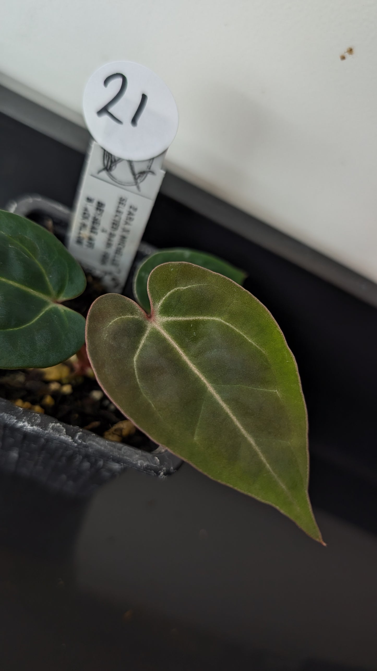 Anthurium Doc Block Zara x Michelle 'Selected Dark Form' x Besseae aff. 'Black Pillow'