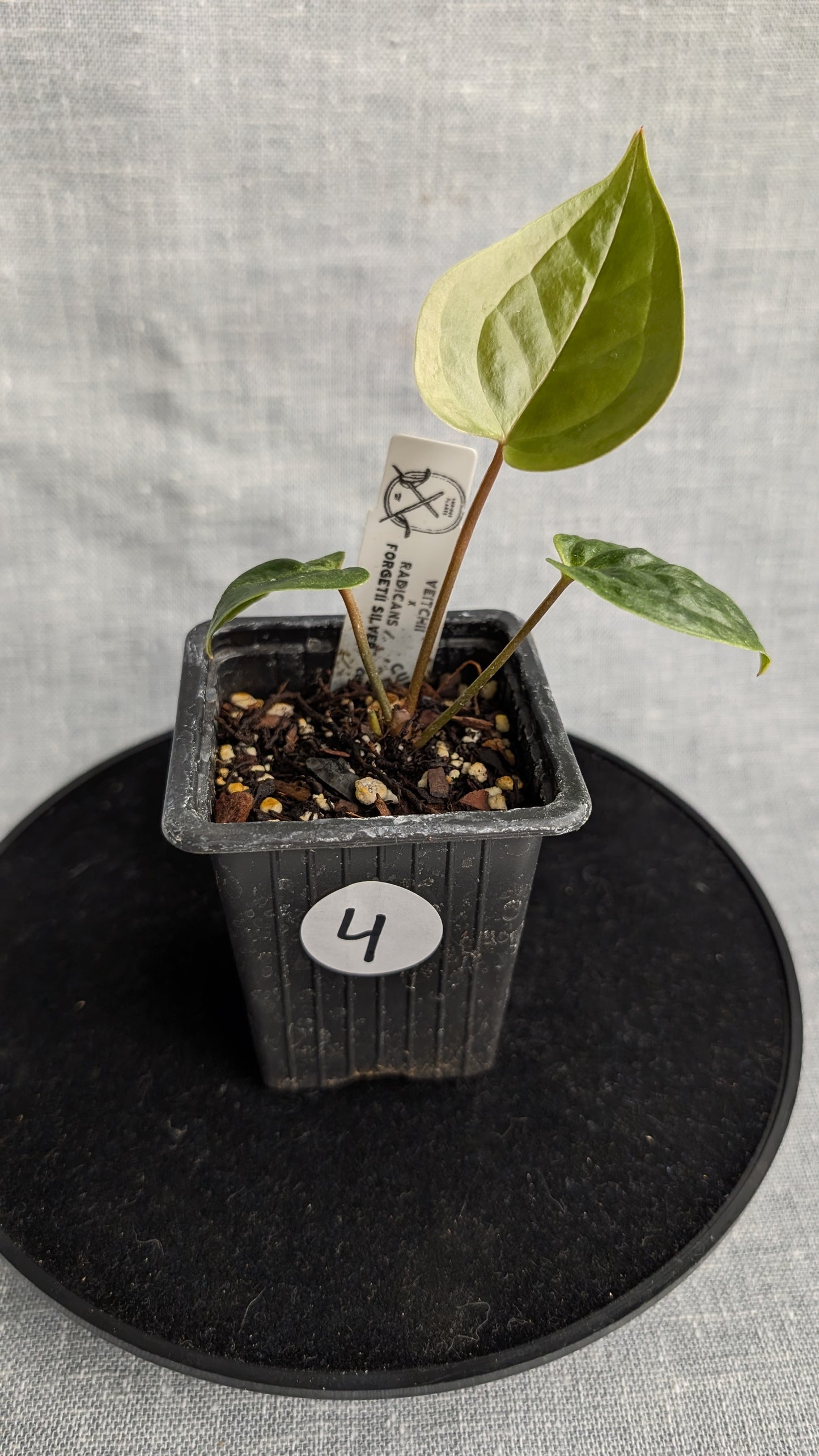 Anthurium Veitchii x Radicans (Unique Curious Plants-cross)