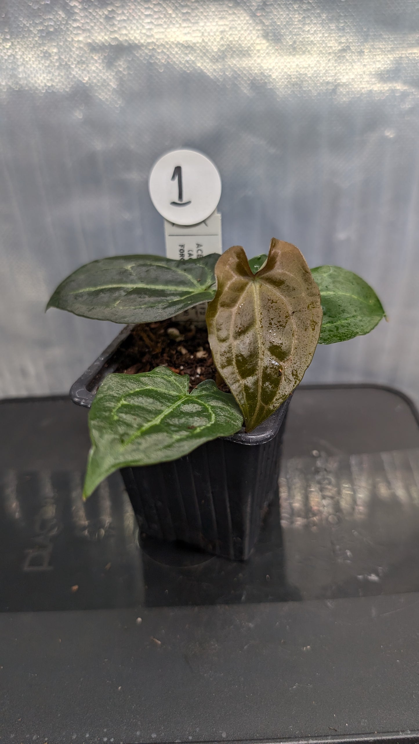 Anthurium Ace of Spagetii F2 (Ace of Spades x Forgetii) F2