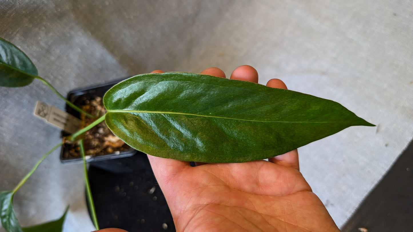Anthurium Scherzerianum x Wendlingeri