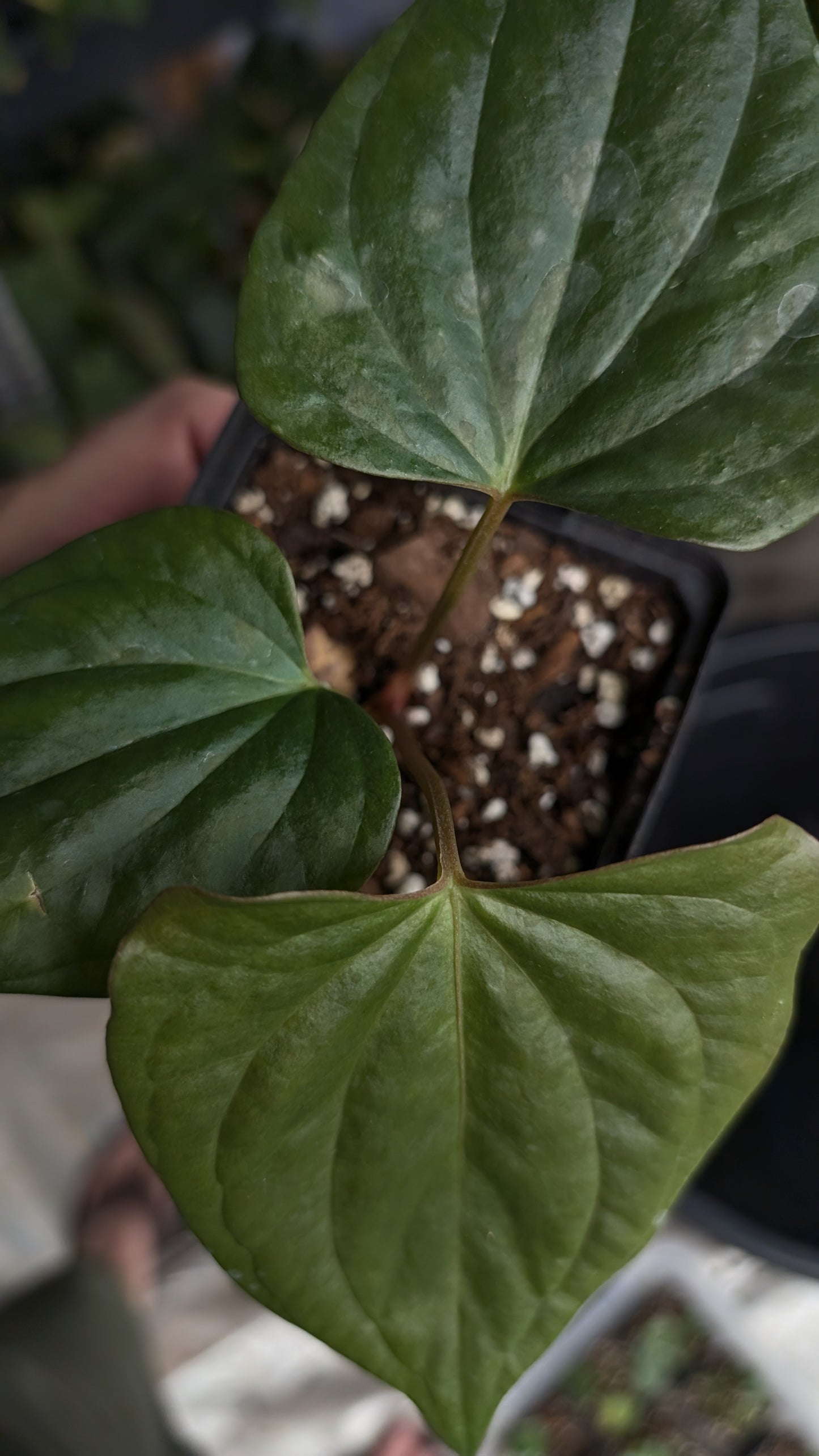 Anthurium 'Steelfin' clone