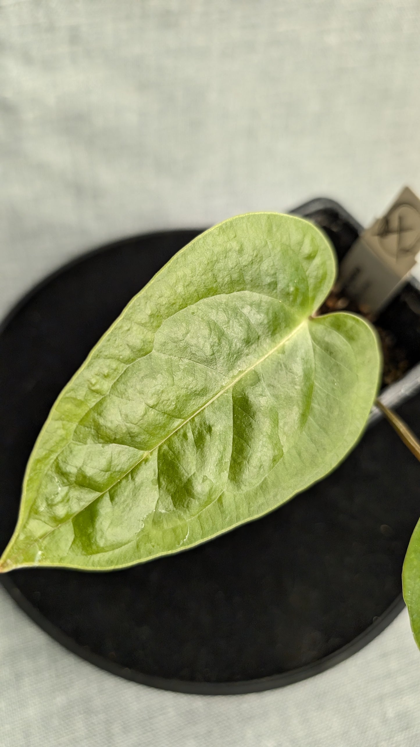 Anthurium Veitchii x Radicans (Unique Curious Plants-cross)
