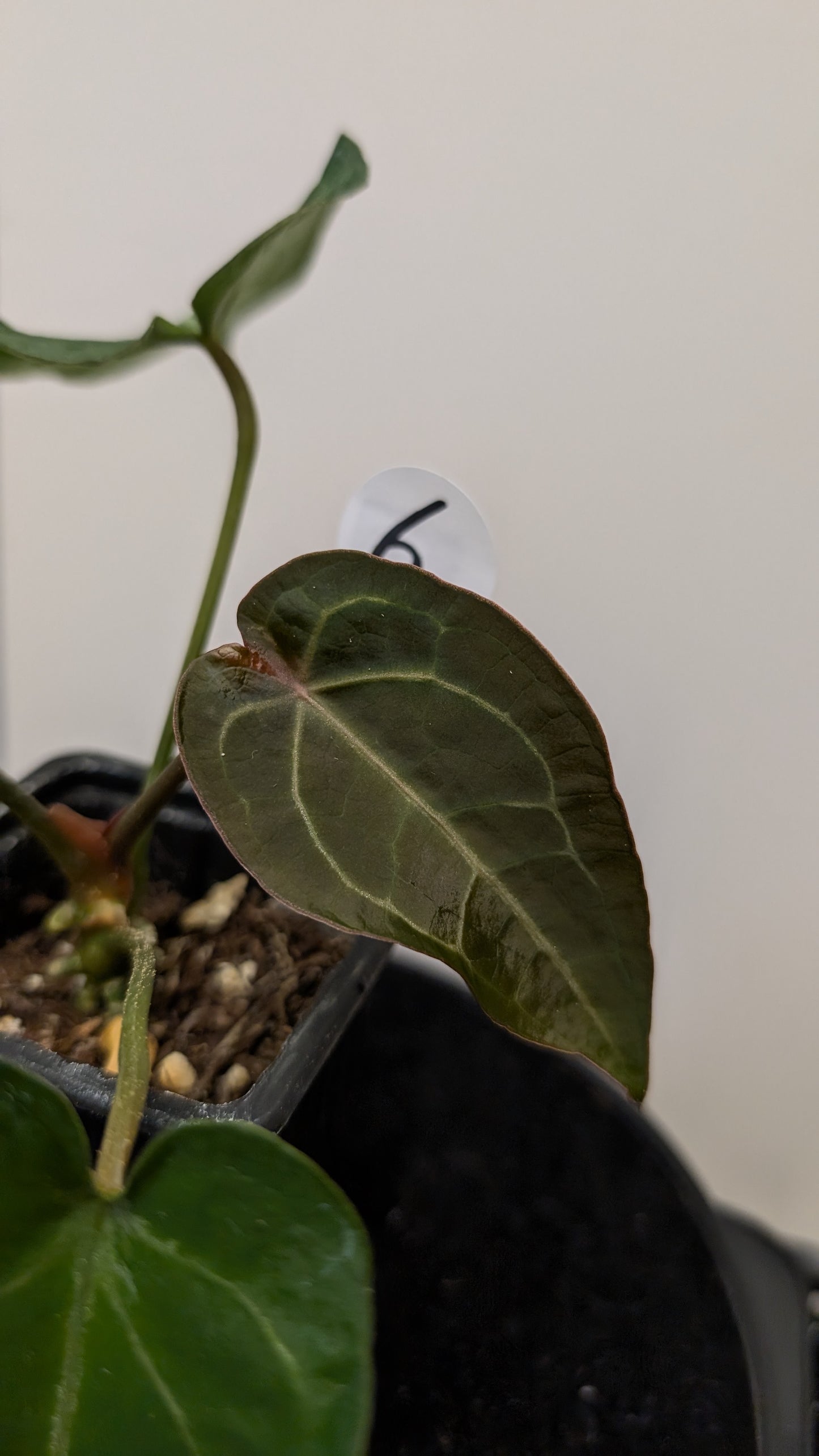 Anthurium Doc Block Zara x Michelle 'selected dark form' x Forgetii Dark