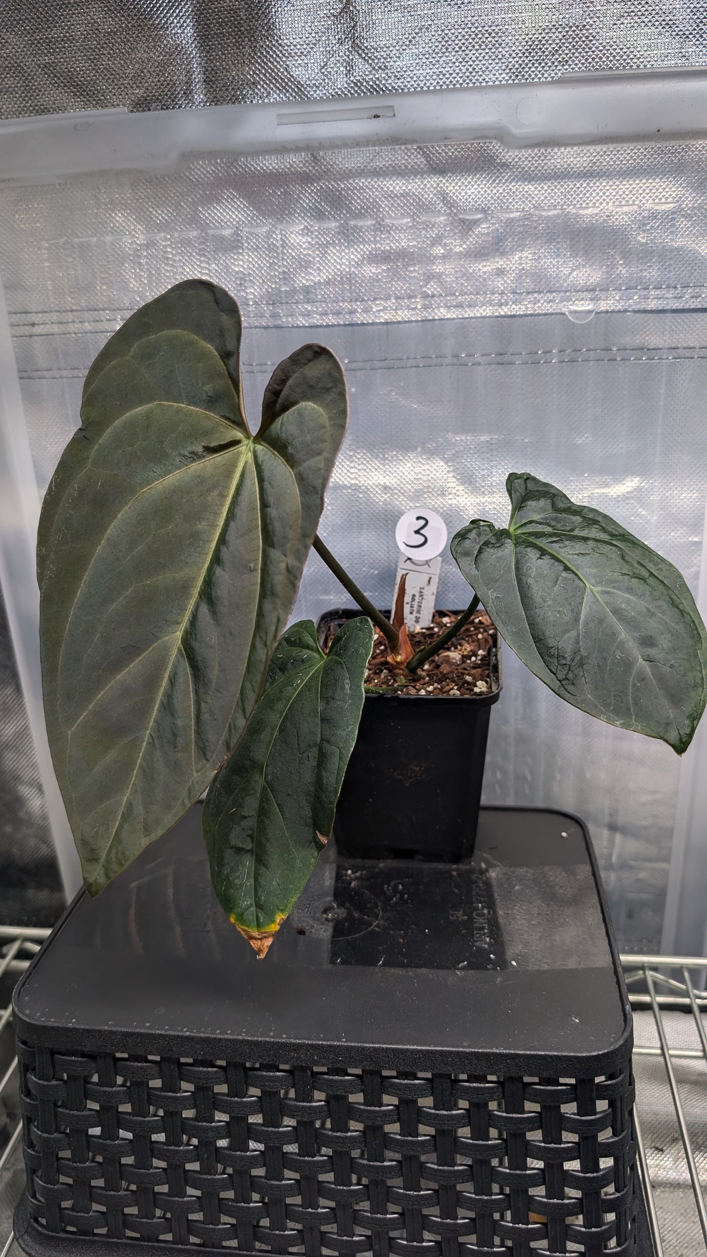 Anthurium Goliath x Red Spider