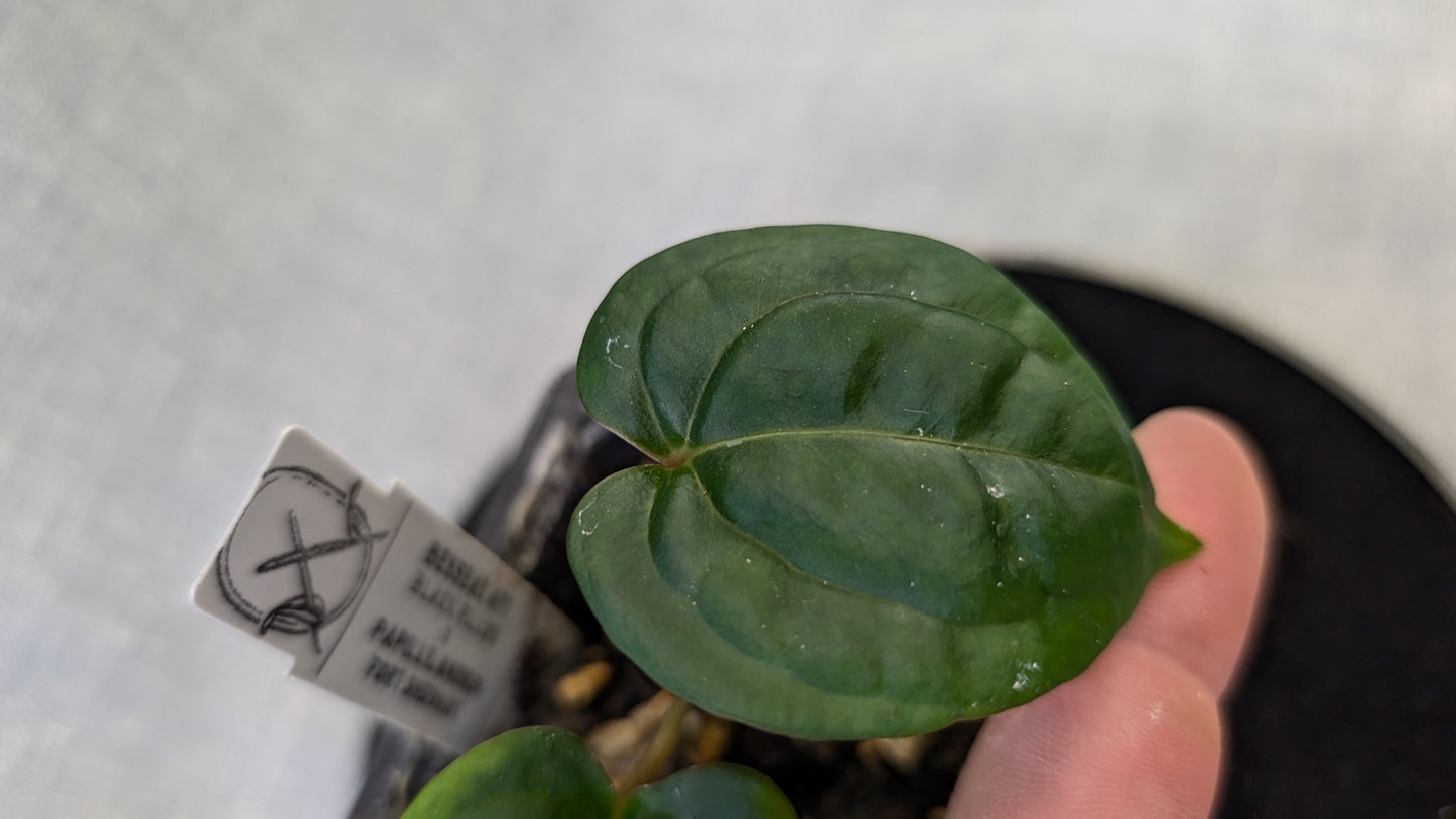 Anthurium Besseae aff 'Black Pillow' x Papillilaminum 'Fort Sherman' seedlings