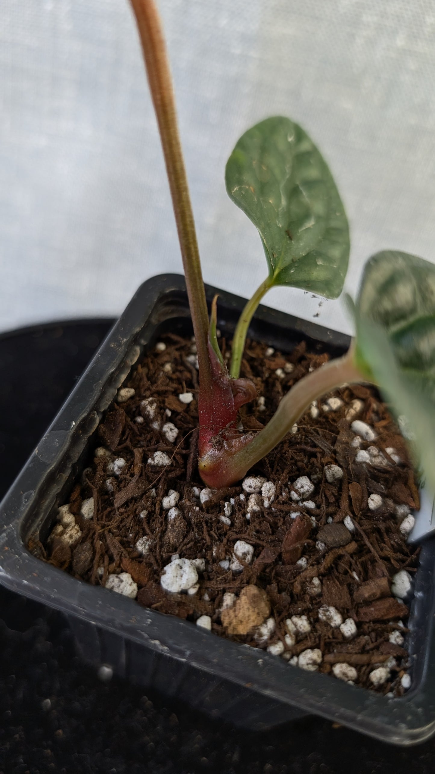 Anthurium Luxurians x Papillilaminum 'Fort Sherman'