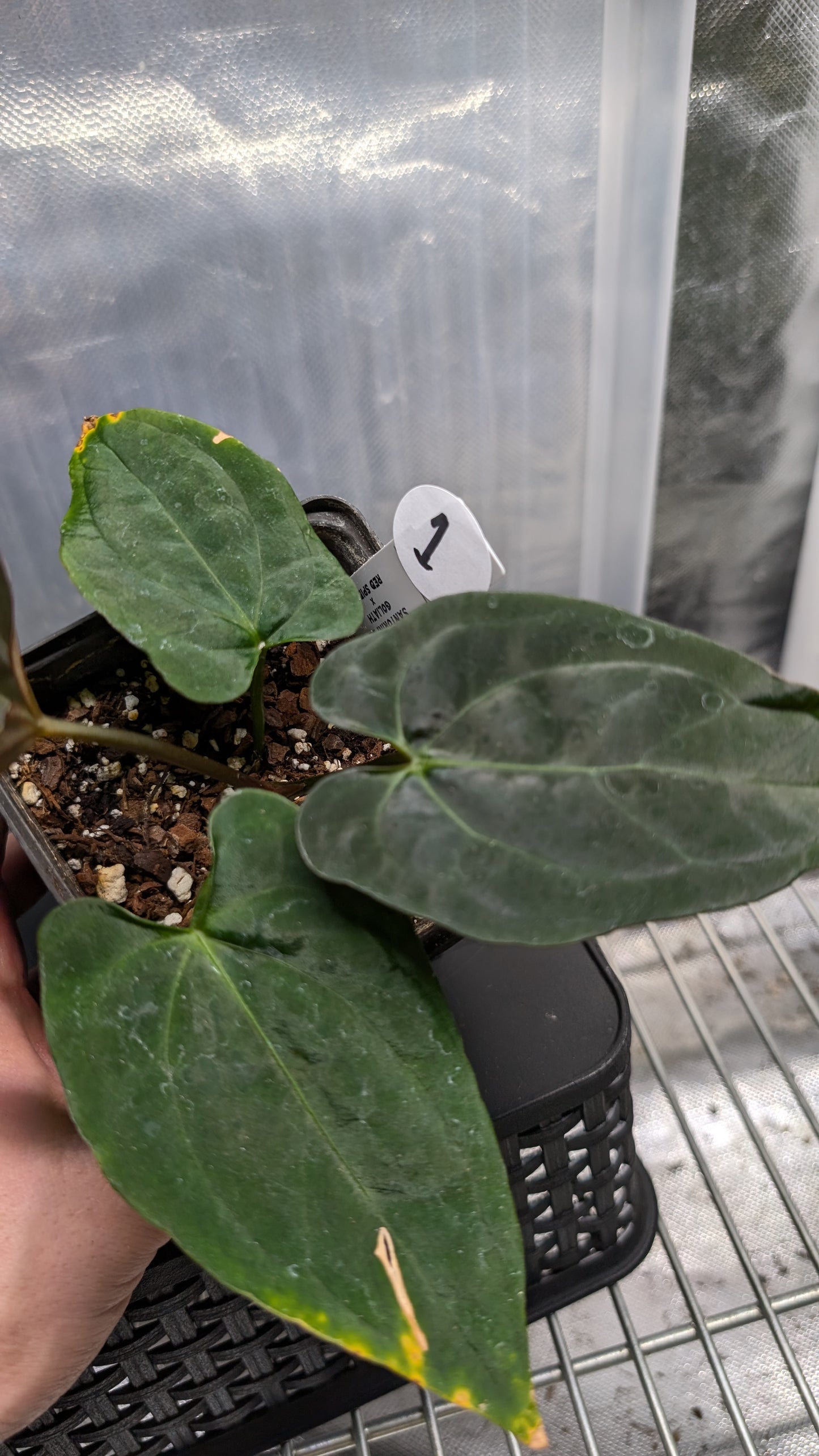 Anthurium Goliath x Red Spider