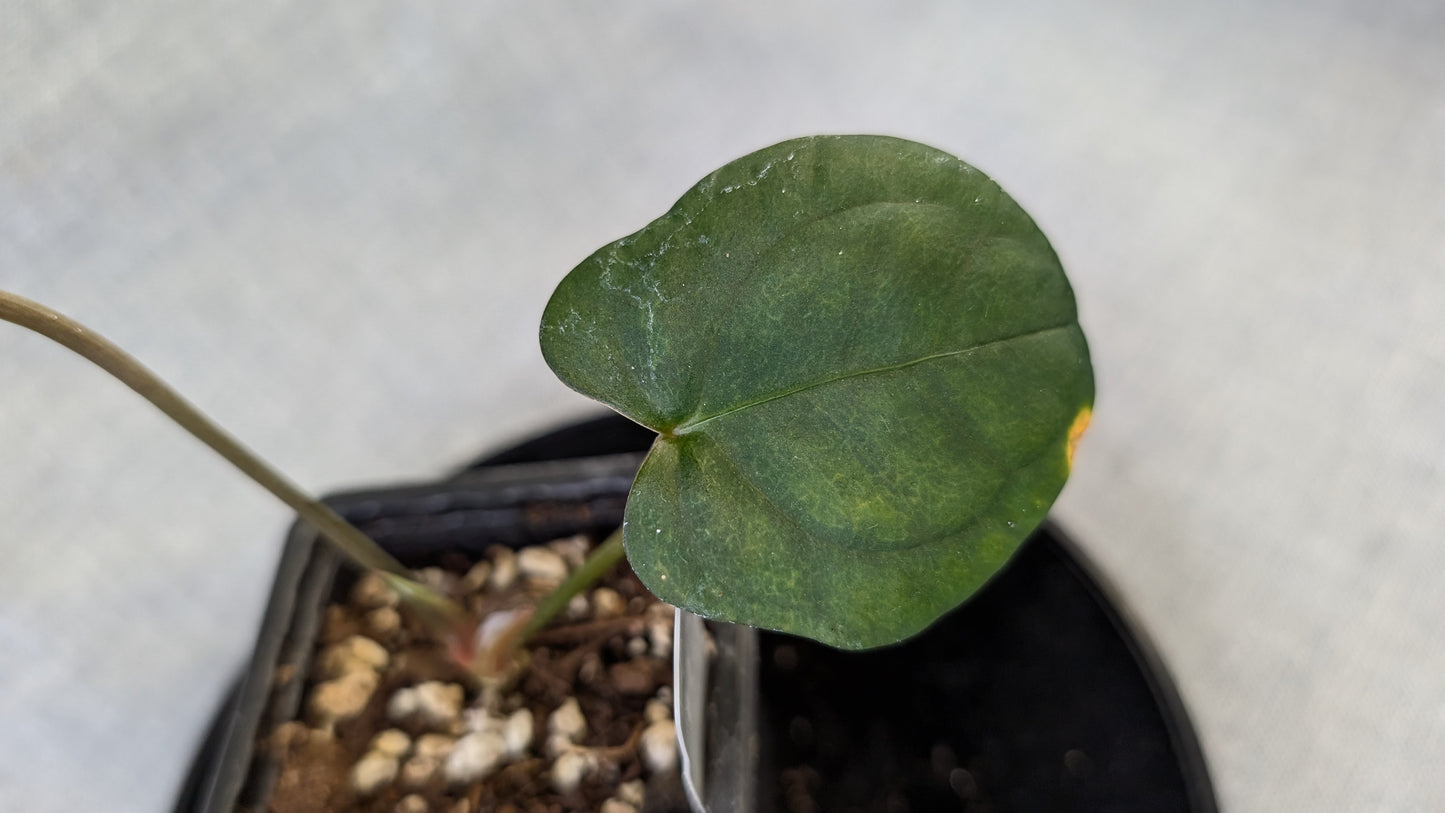 Anthurium (Carlablackiae x Dressleri Rio Guanche) x Mr Worldwide OR Forgetii Dark OR Papillilaminum Daniel