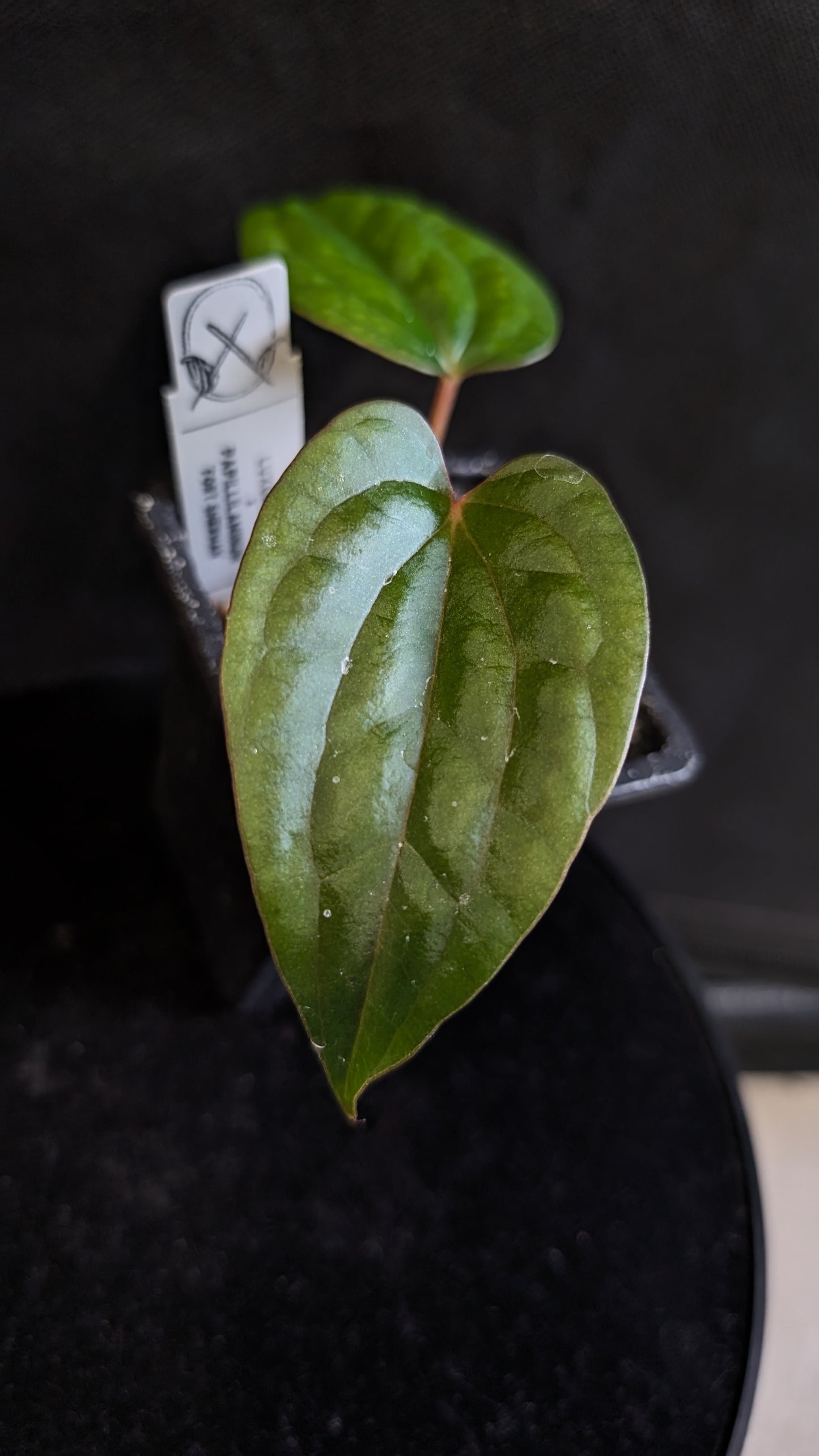 Anthurium Luxurians x Papillilaminum 'Fort Sherman'
