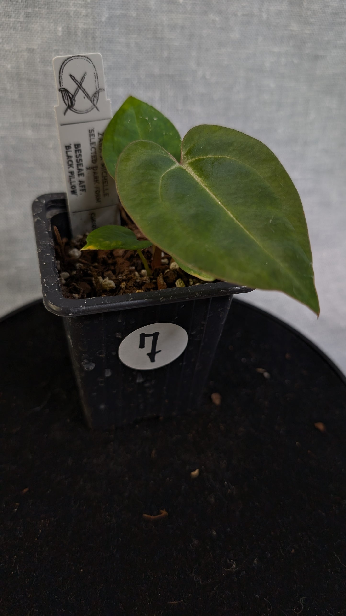Anthurium Doc Block 'Zara' x 'Michelle' Selected Dark Form x Besseae aff. 'Black Pillow'