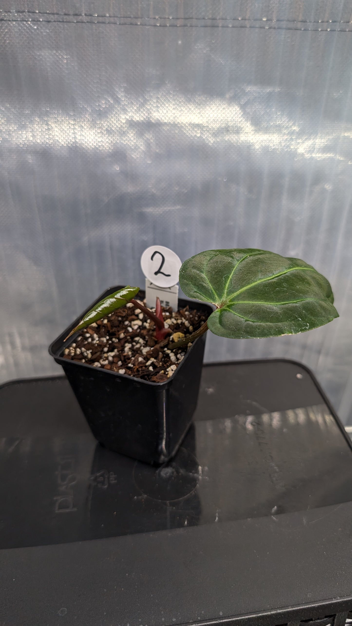 Anthurium Besseae aff. 'Black Pillow'