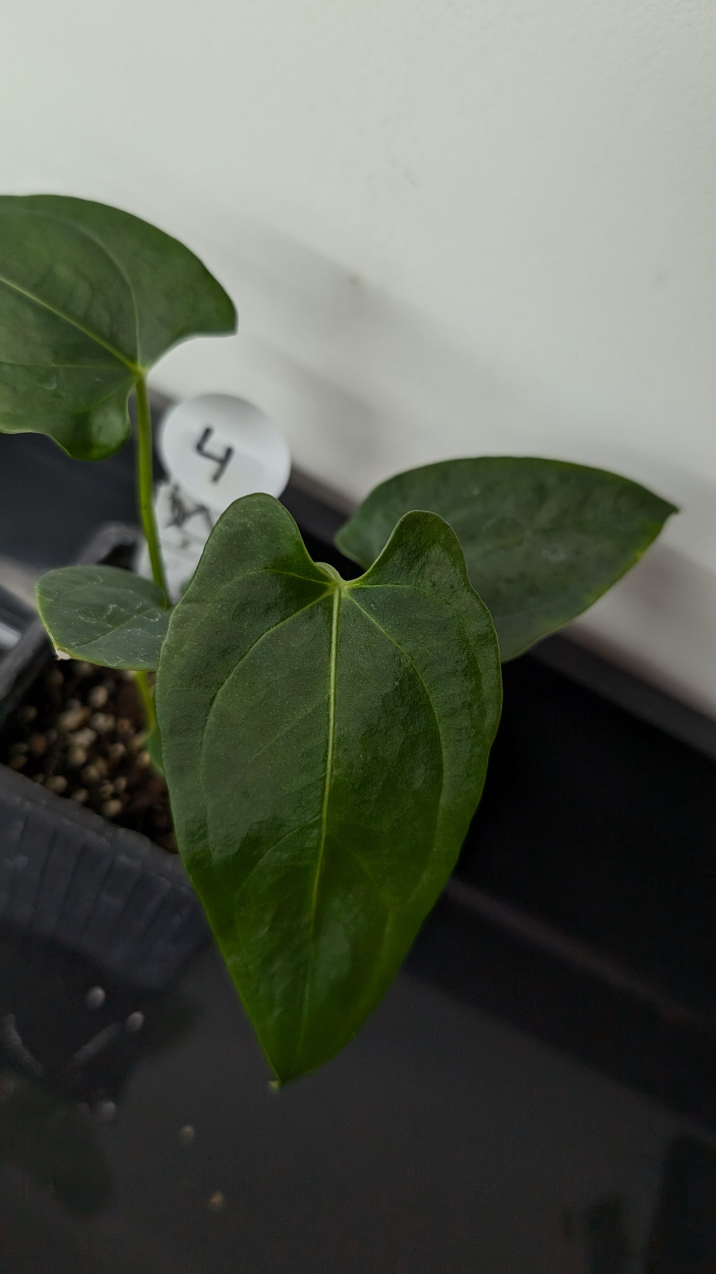 Anthurium Papillilaminum 'Fort Sherman' x Mr. Worldwide