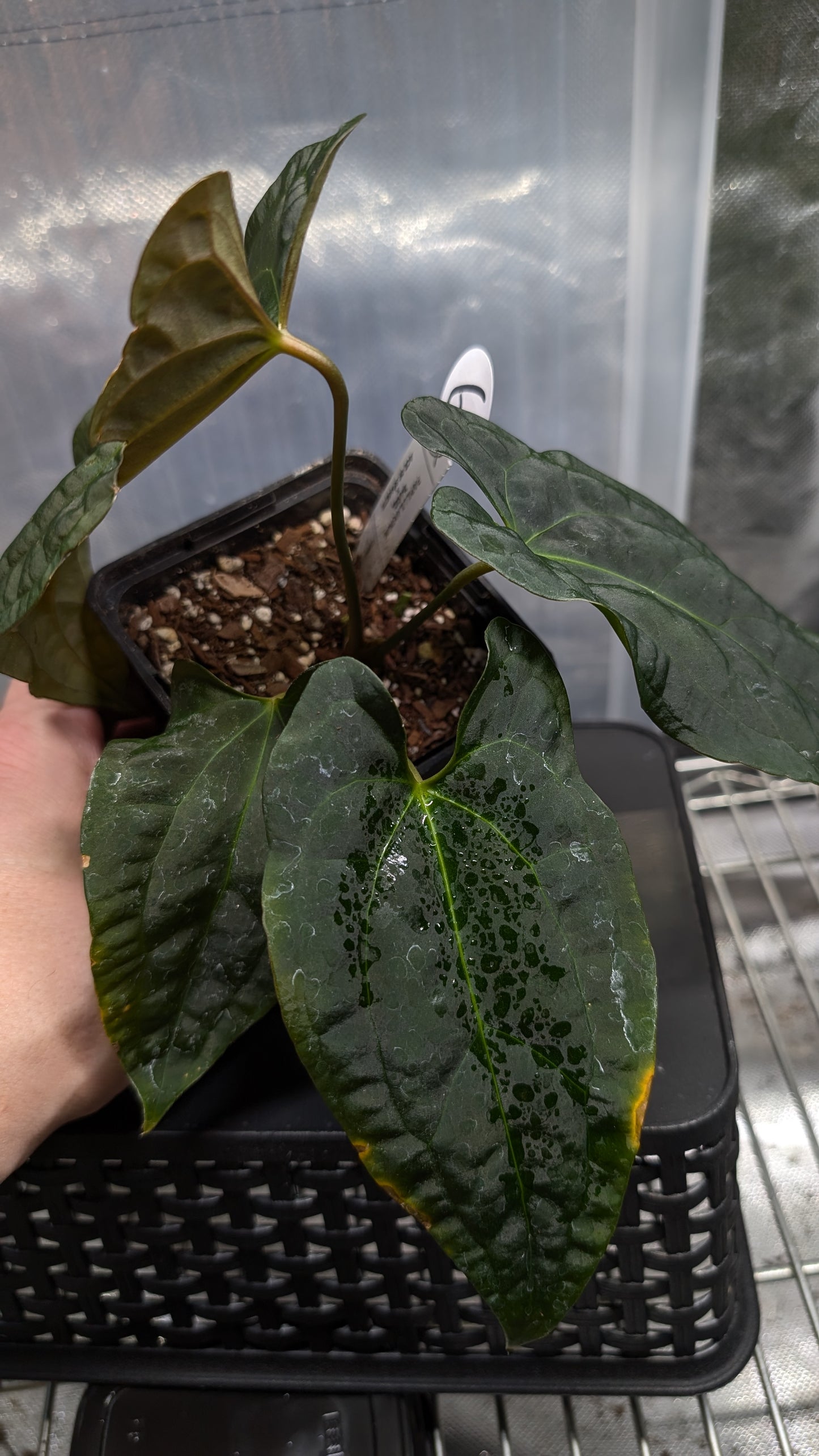 Anthurium Papillilaminum 'Daniel' x Ace of Spagetii