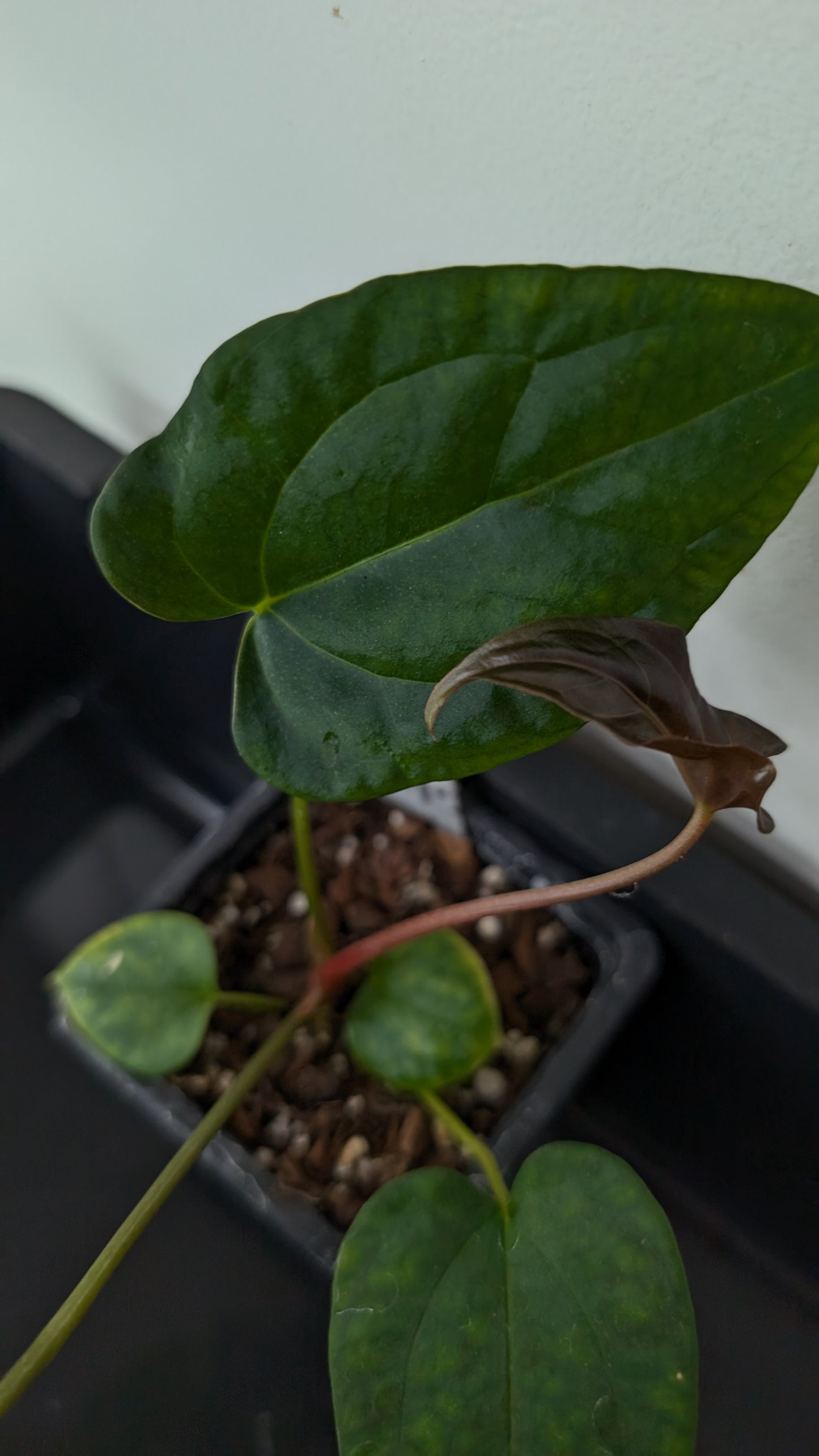 Anthurium Papillilaminum 'Fort Sherman' x Mr. Worldwide
