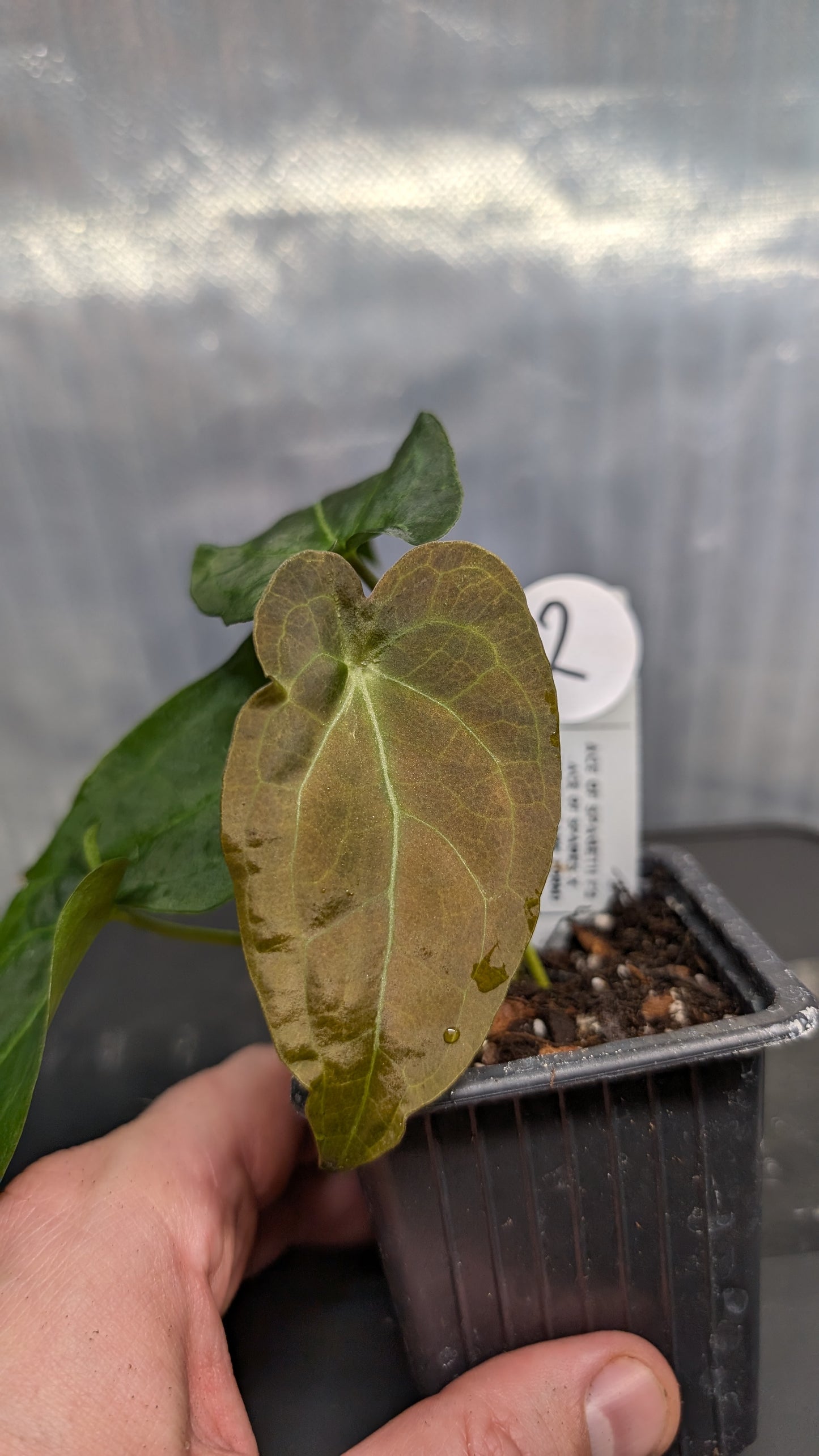 Anthurium Ace of Spagetii F2 (Ace of Spades x Forgetii) F2