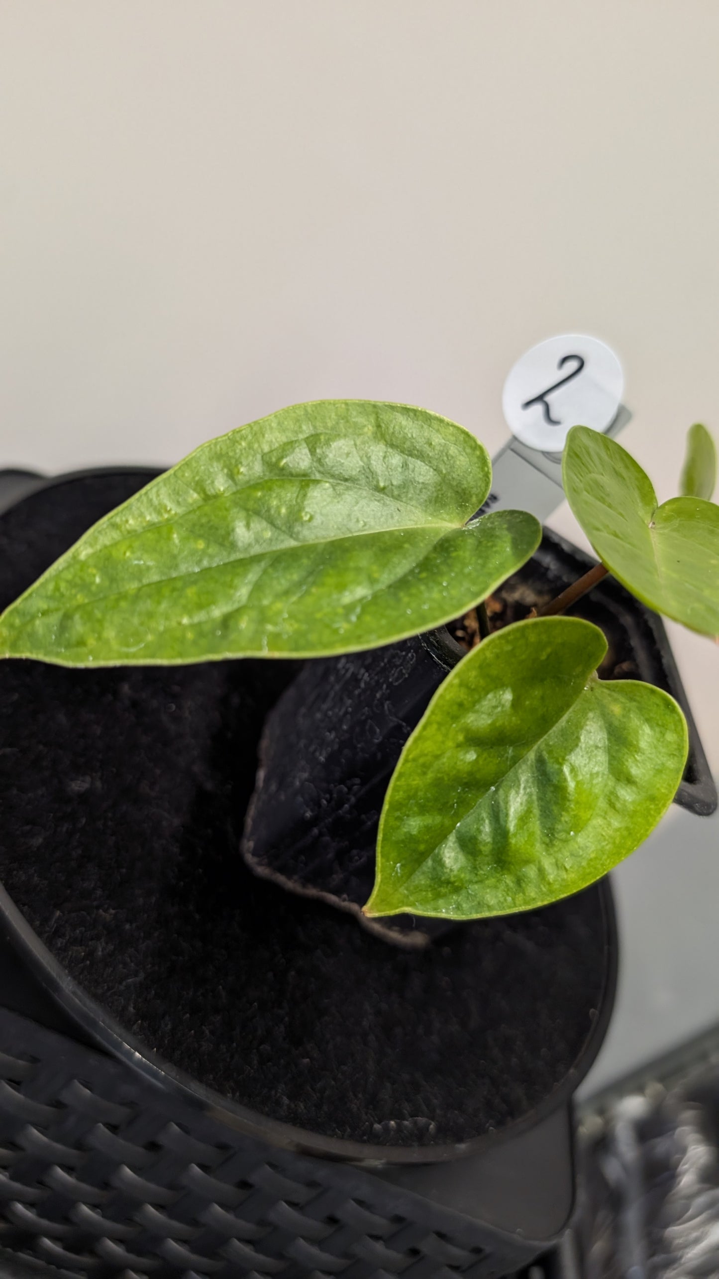 Anthurium Veitchii x Radicans (Unique Curious Plants-cross)