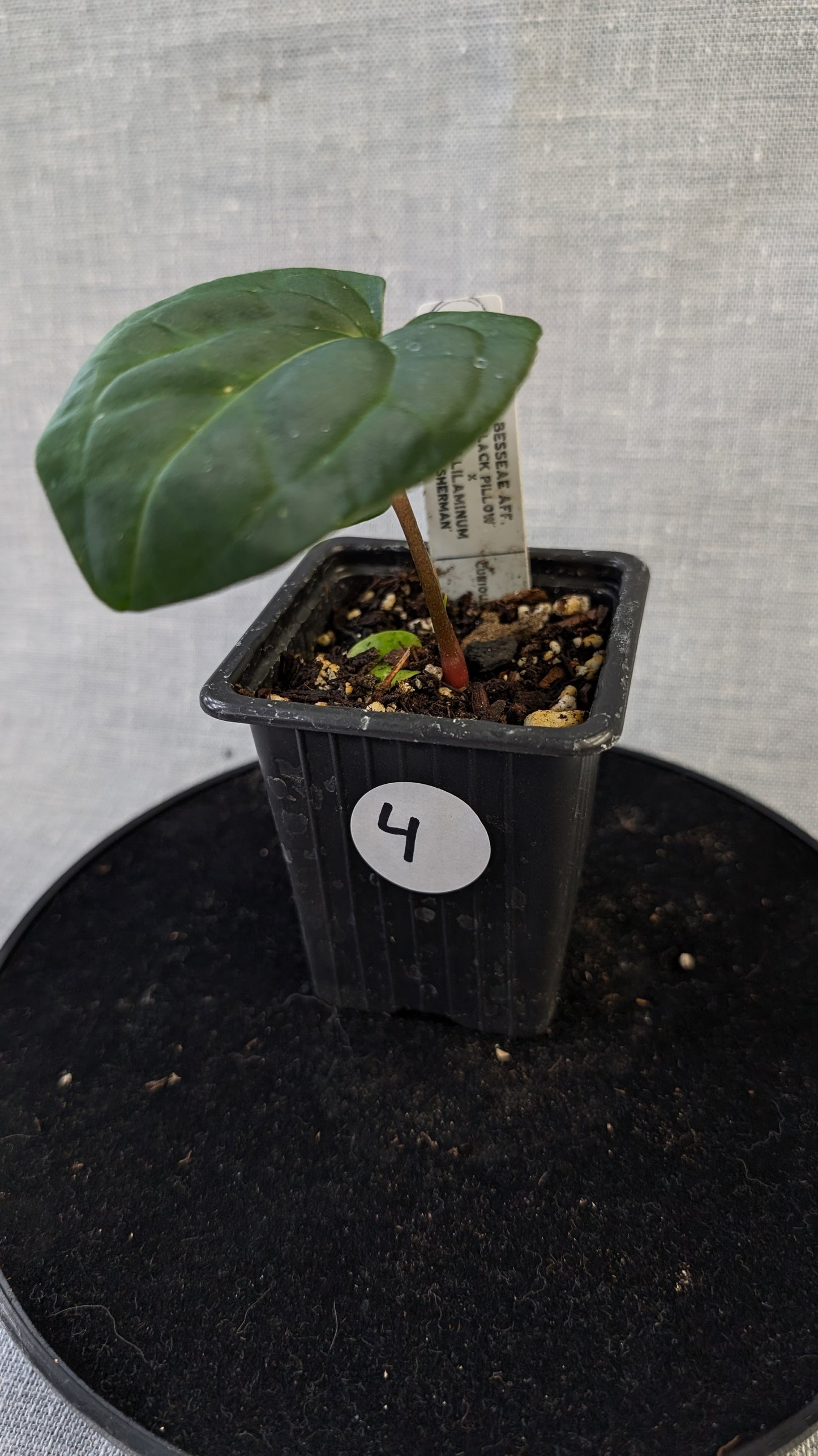 Anthurium Besseae aff 'Black Pillow' x Papillilaminum 'Fort Sherman' seedlings