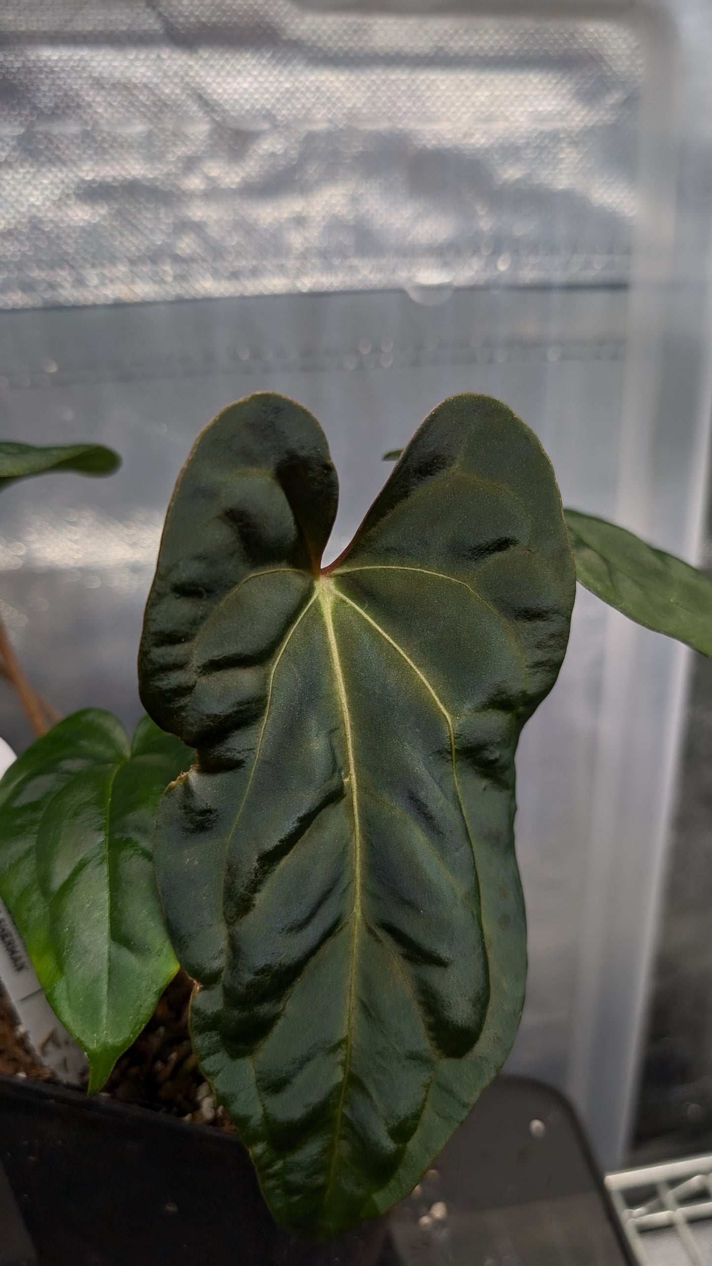 Anthurium Besseae aff 'Black Pillow' x Papillilaminum 'Fort Sherman' seedlings