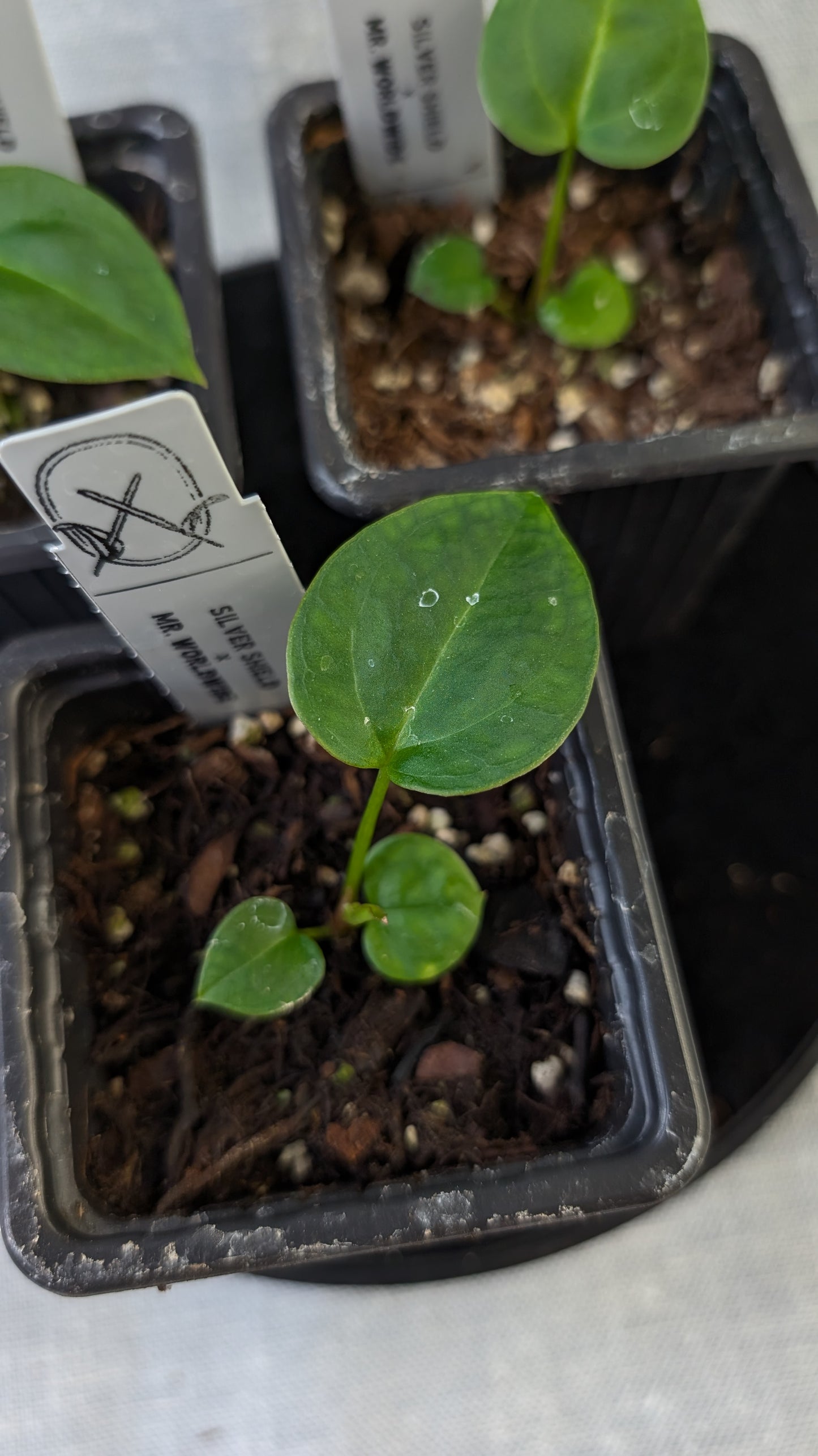 Anthurium 'Silver Shield' x 'Mr. Worldwide'