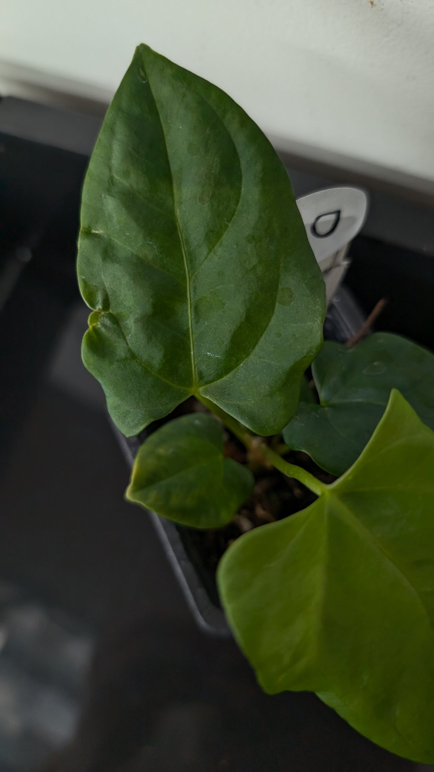 Anthurium Papillilaminum 'Fort Sherman' x Mr. Worldwide