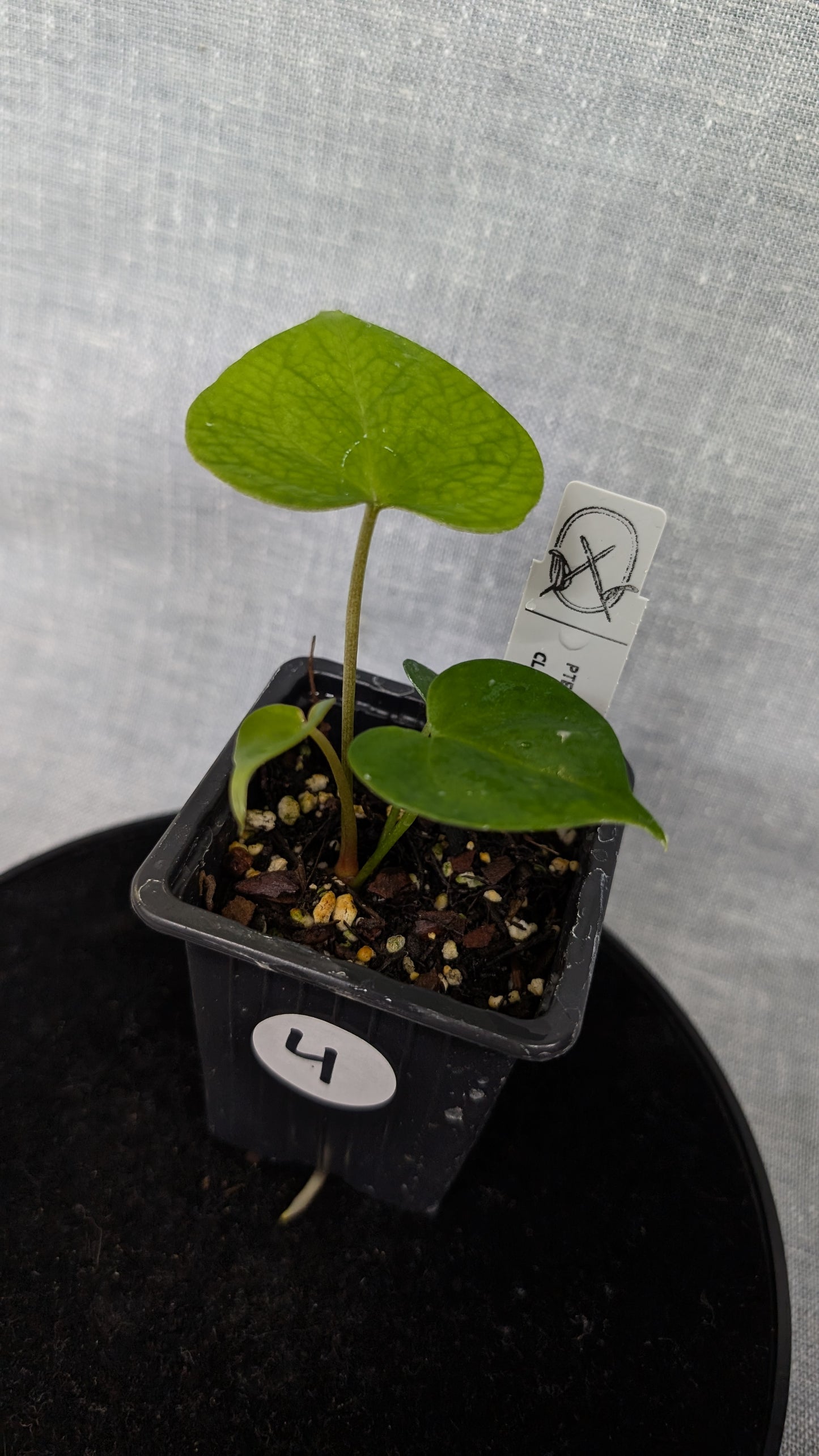 Anthurium Pterodactyl variegata x Clarinervium (or x self)