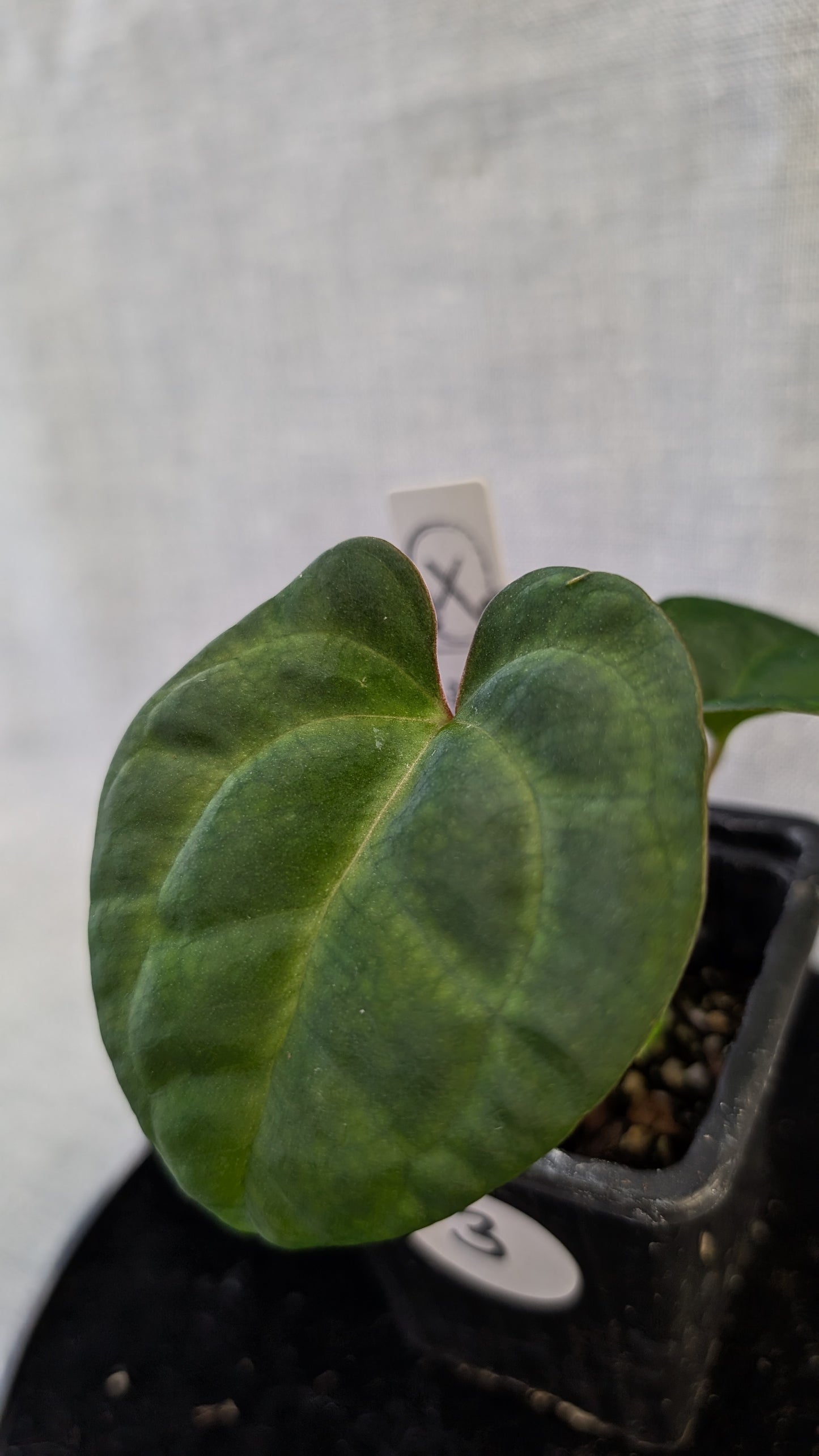 Anthurium Besseae aff 'Black Pillow' x Papillilaminum 'Fort Sherman' seedlings