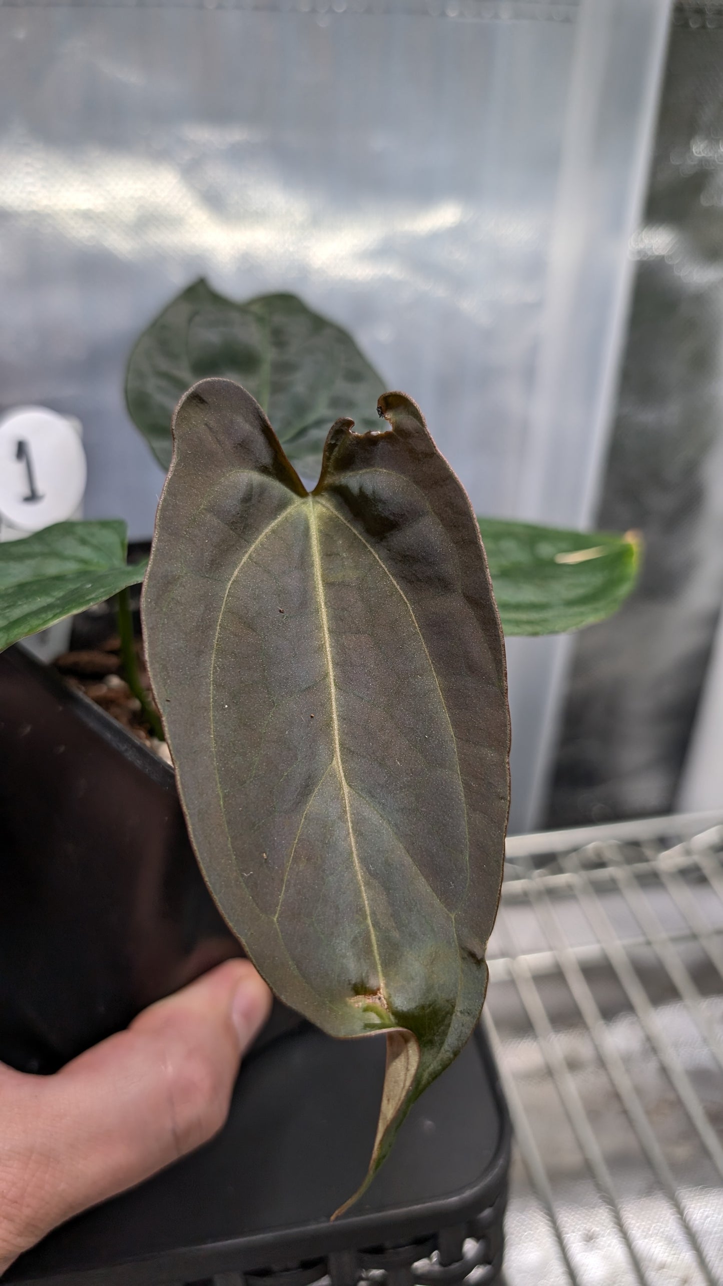 Anthurium Goliath x Red Spider