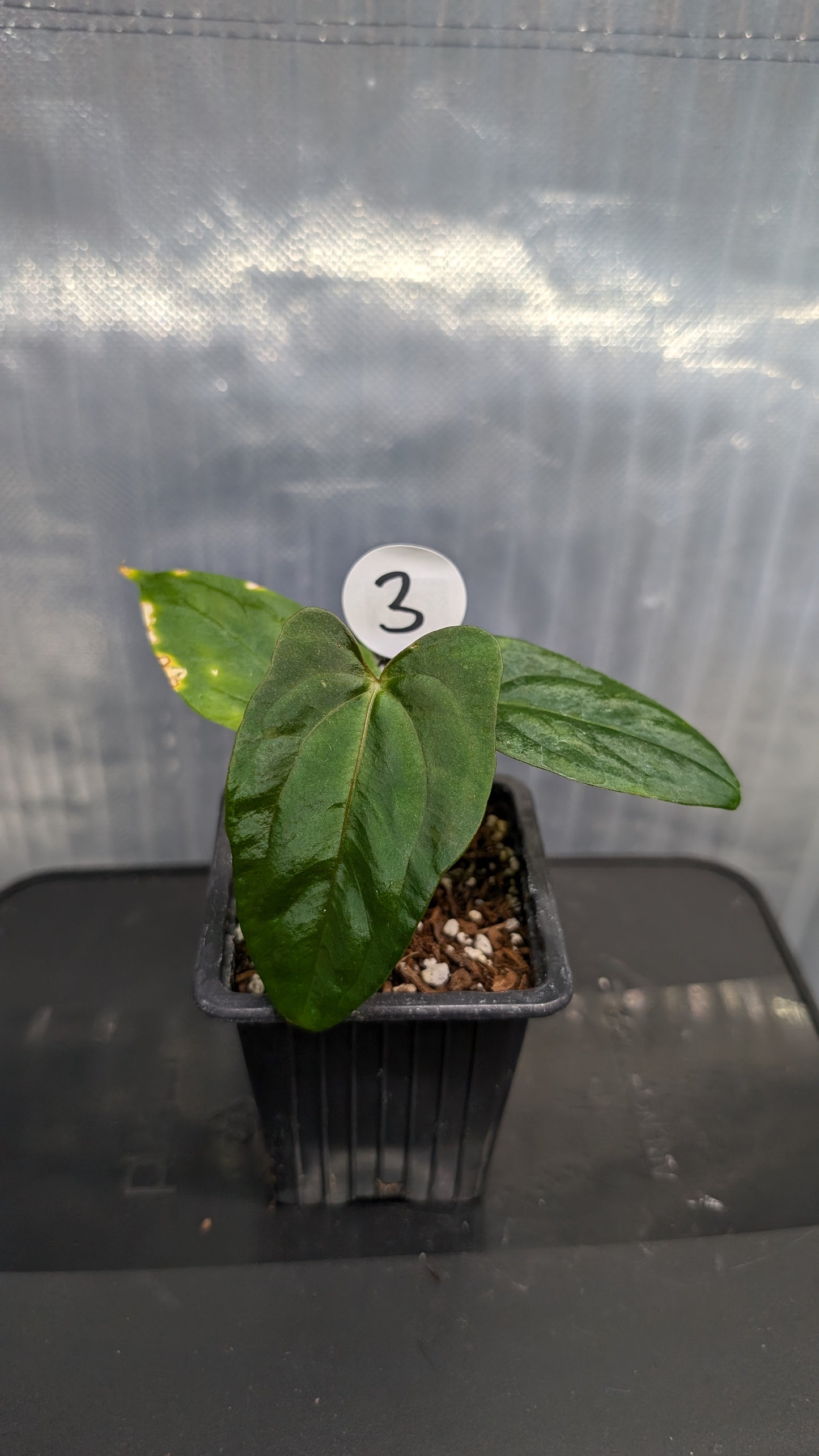 Anthurium Papillilaminum 'Fort Sherman'