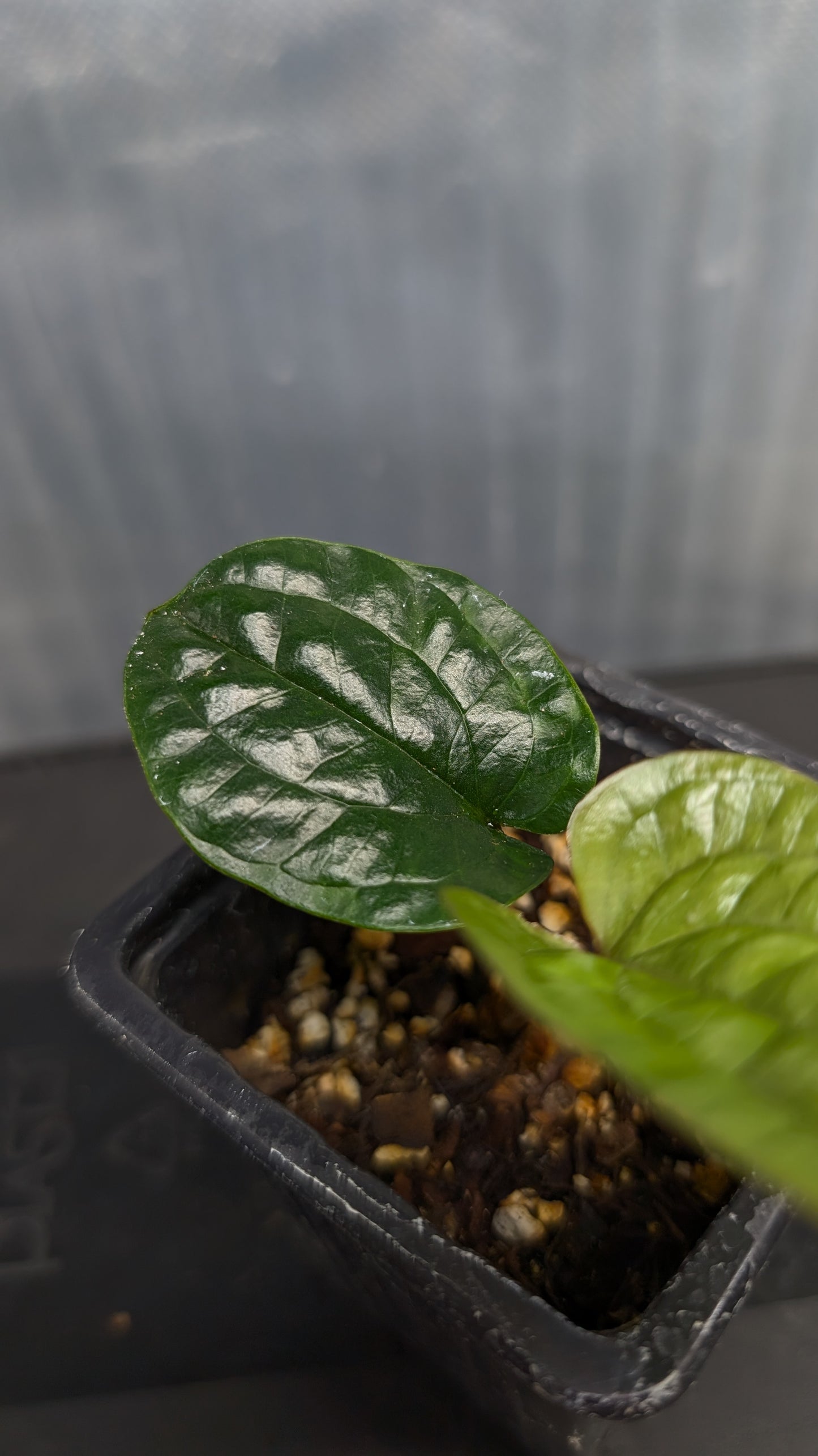 Anthurium Radicans clone