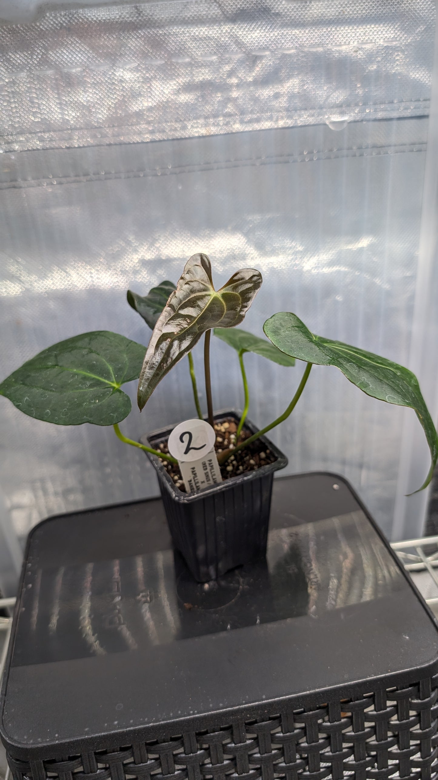 Anthurium PapillilaminumX (Red Sinus / Veins) x Papillilaminum 'Daniel'