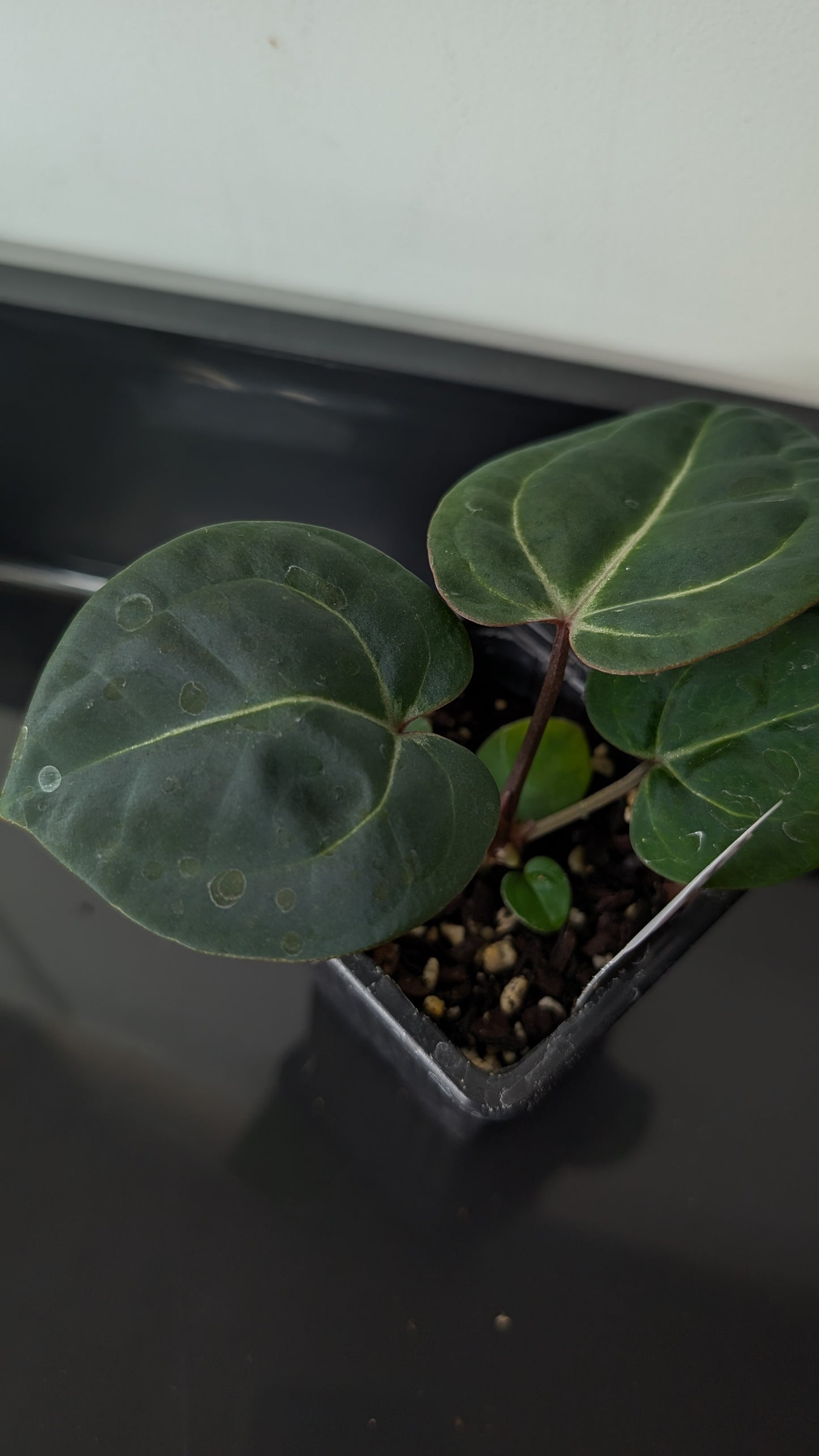 Anthurium Doc Block Zara x Michelle 'Selected Dark Form' x Besseae aff. 'Black Pillow'