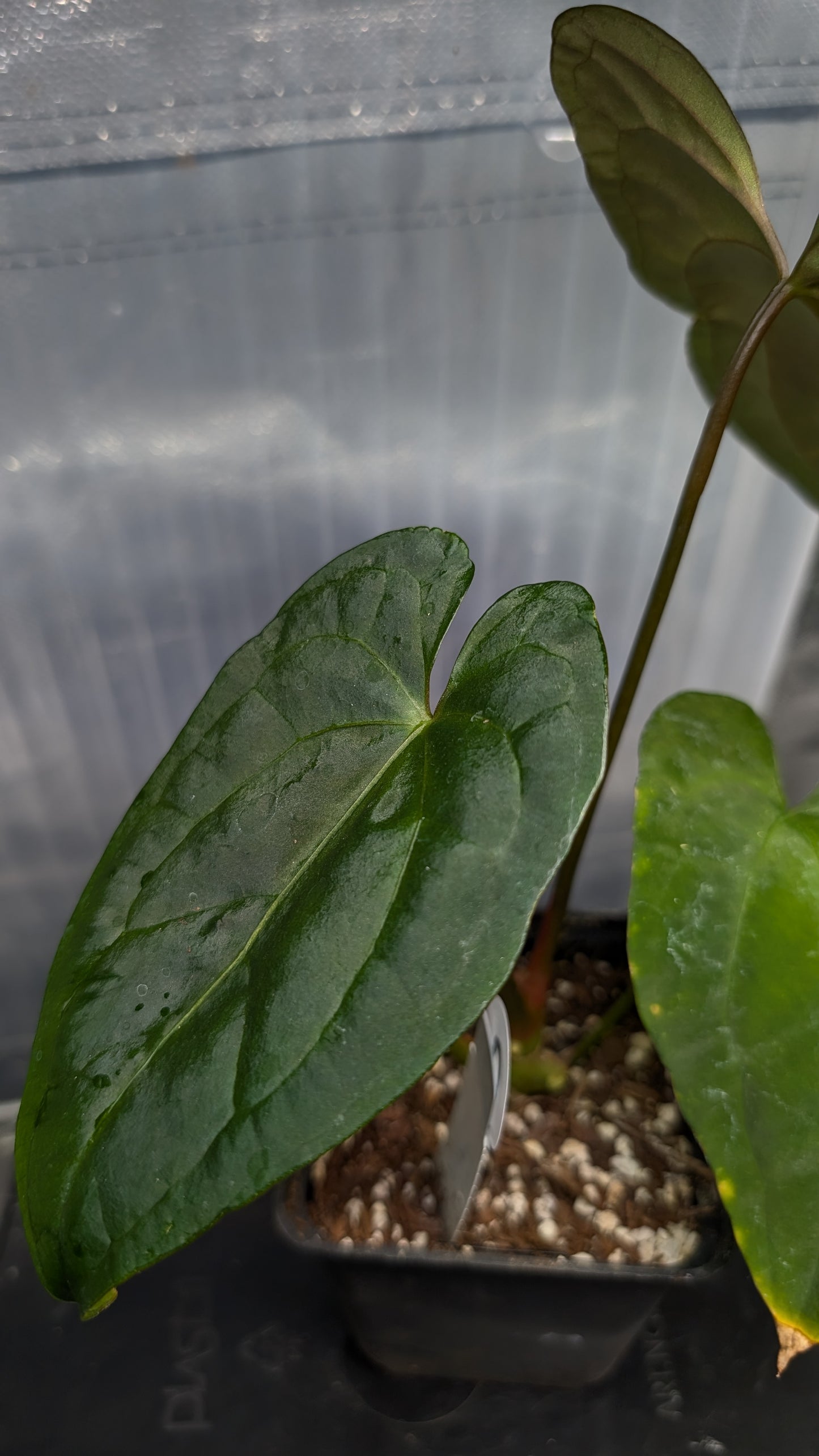 Anthurium Papillilaminum 'Daniel' x Ace of Spagetii