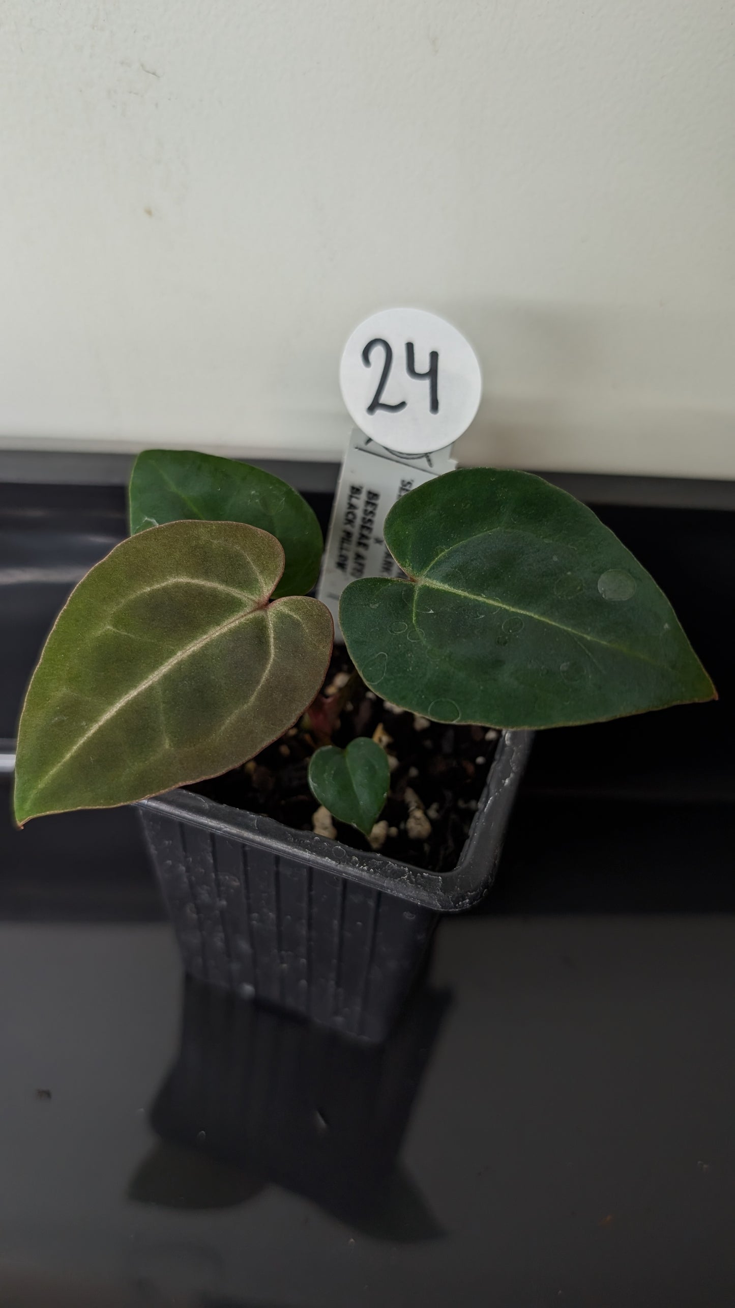 Anthurium Doc Block Zara x Michelle 'Selected Dark Form' x Besseae aff. 'Black Pillow'