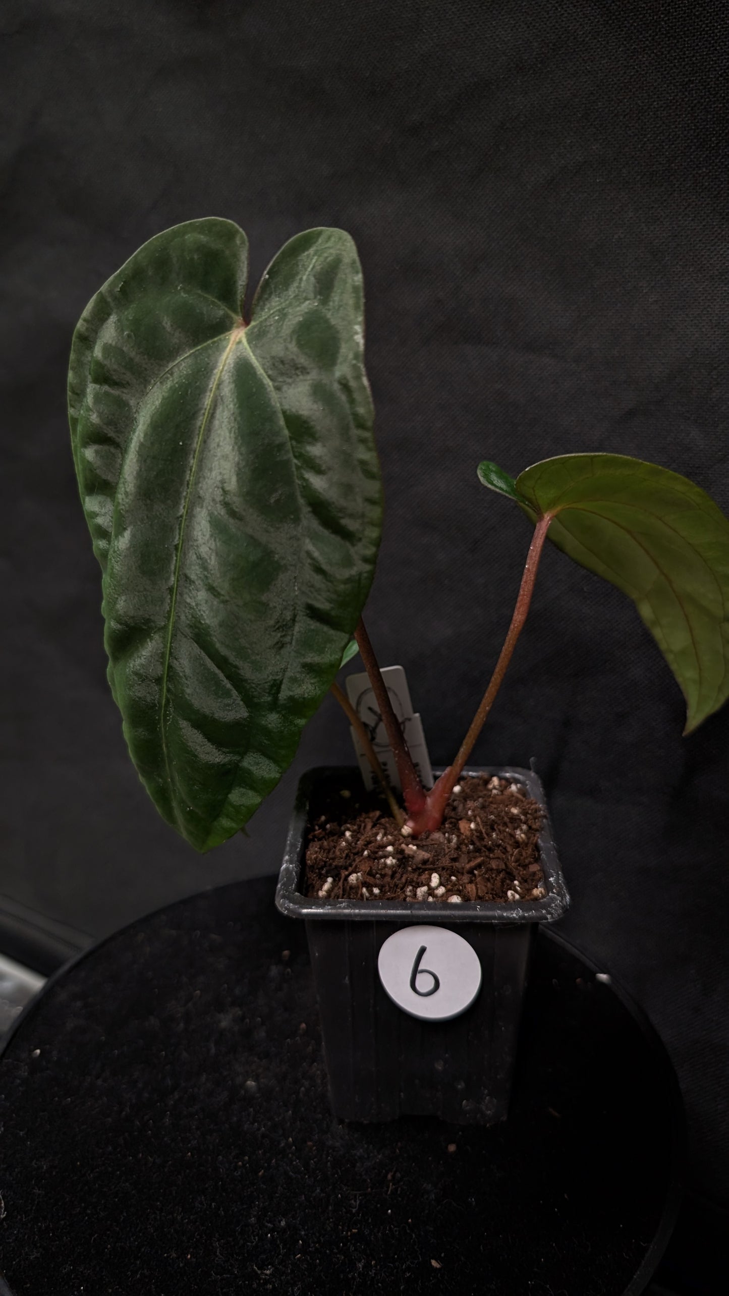 Anthurium Besseae aff 'Black Pillow' x Papillilaminum 'Fort Sherman' seedlings