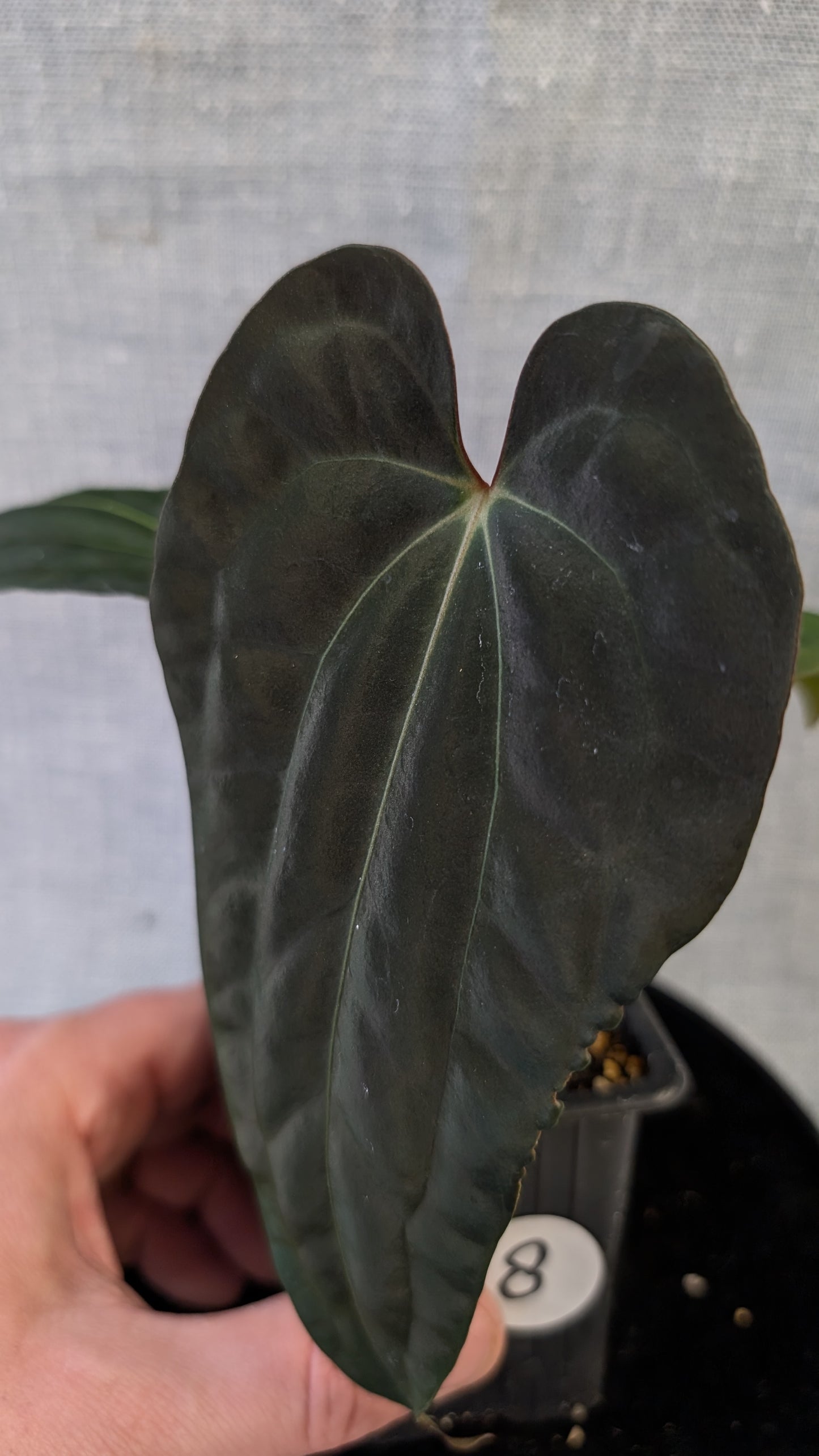 Anthurium Besseae aff 'Black Pillow' x Papillilaminum 'Fort Sherman' seedlings