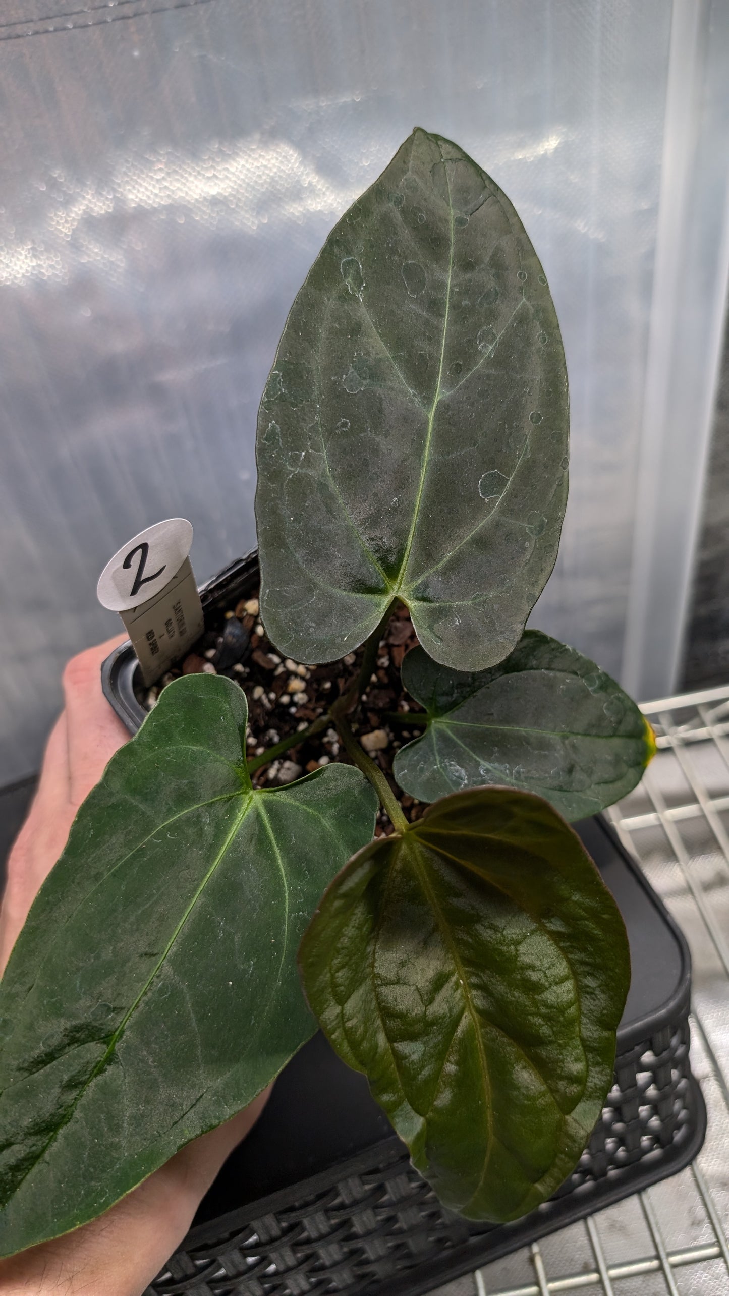 Anthurium Goliath x Red Spider