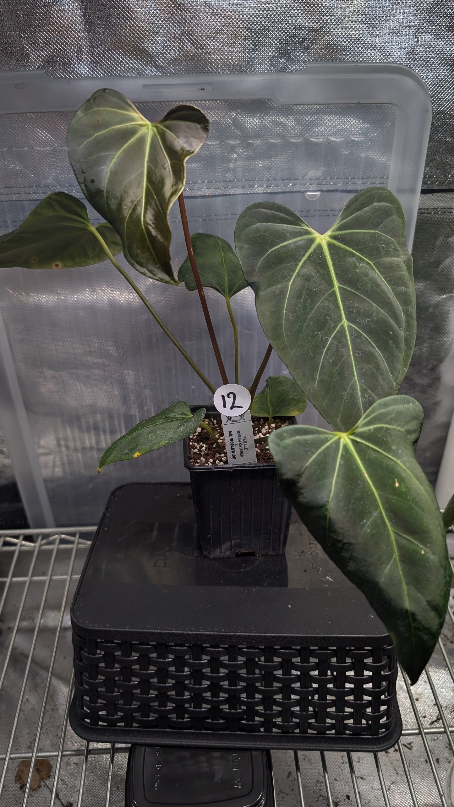 Anthurium Regale 'Dream Catcher' x Mr. Worldwide