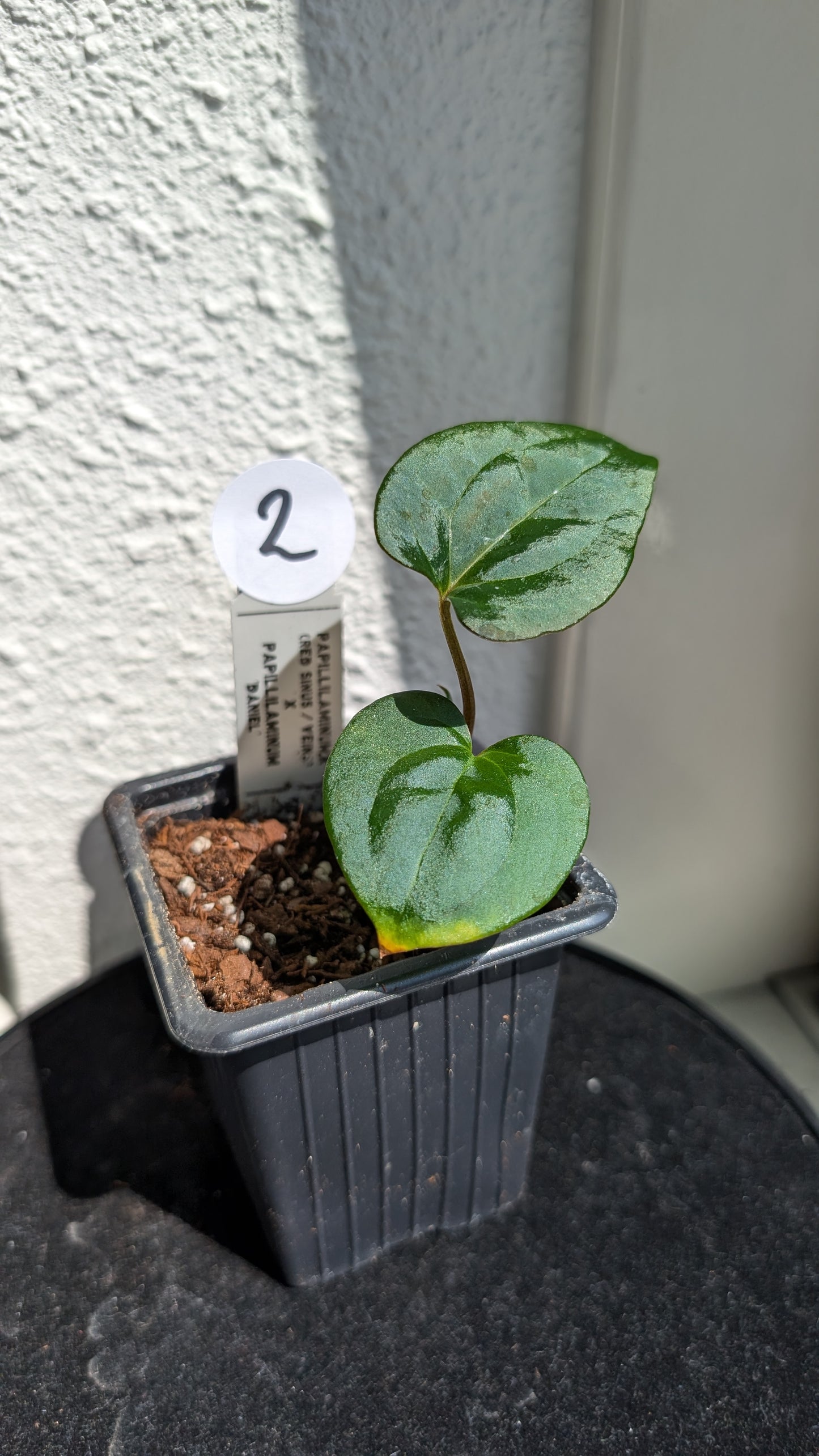 Anthurium PapillilaminumX (Red Sinus / Veins) x Papillilaminum 'Daniel'
