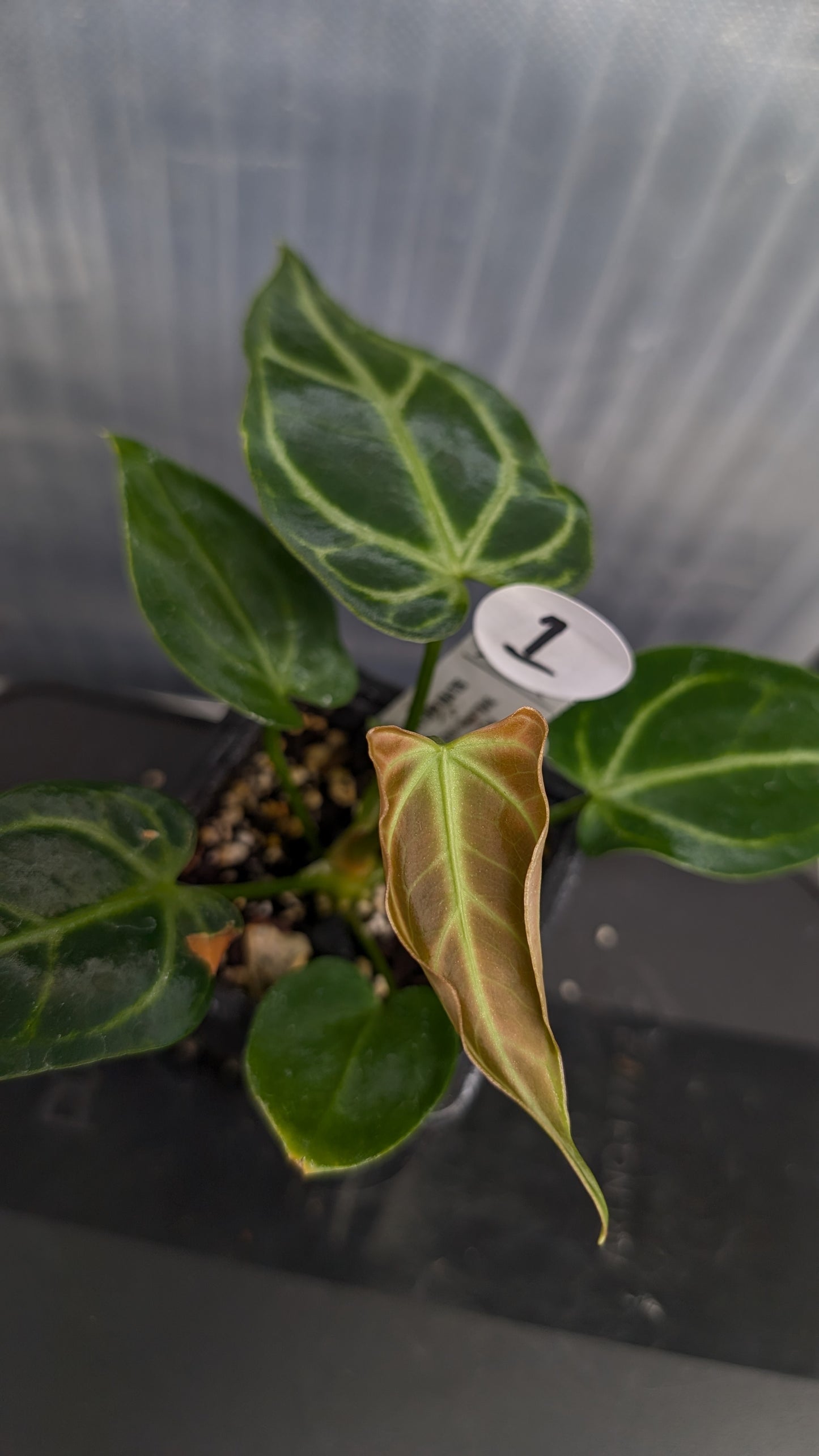 Anthurium Regale 'Dream Catcher' x 'Silver Shield'