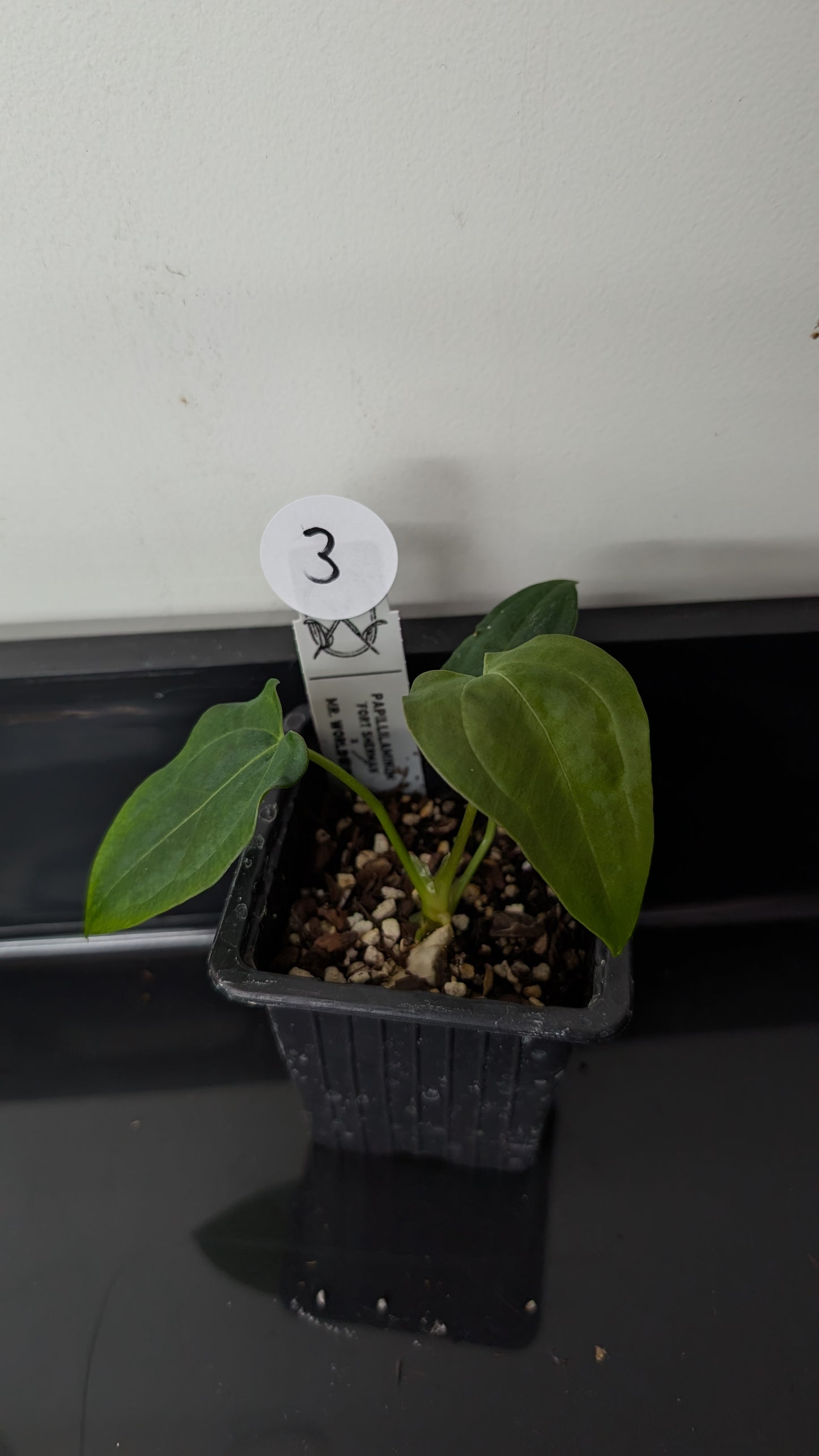 Anthurium Papillilaminum 'Fort Sherman' x Mr. Worldwide